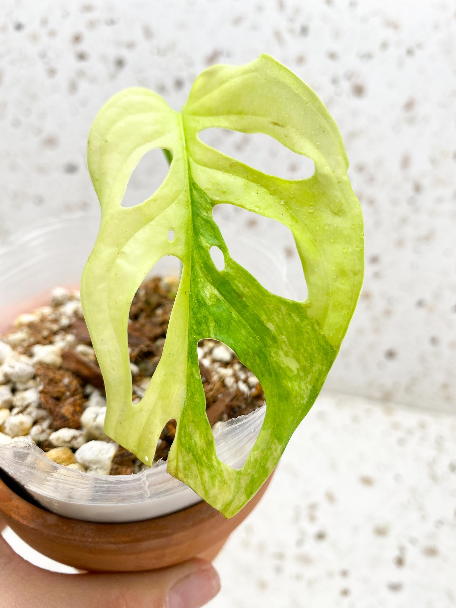 *Monstera Adansonii Aurea 1 Leaf 2 Nodes 1 Sprout Rooted