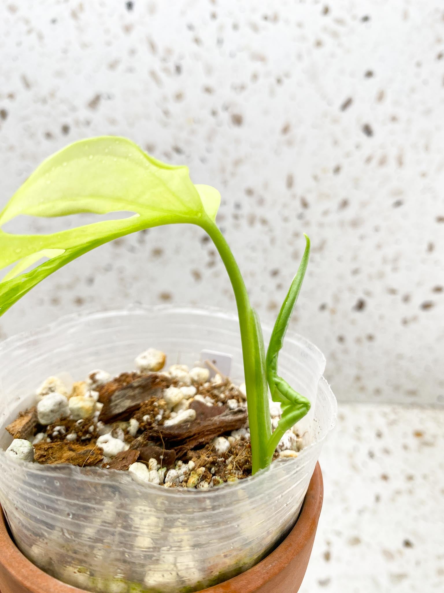 *Monstera Adansonii Aurea 1 Leaf 2 Nodes 1 Sprout Rooted