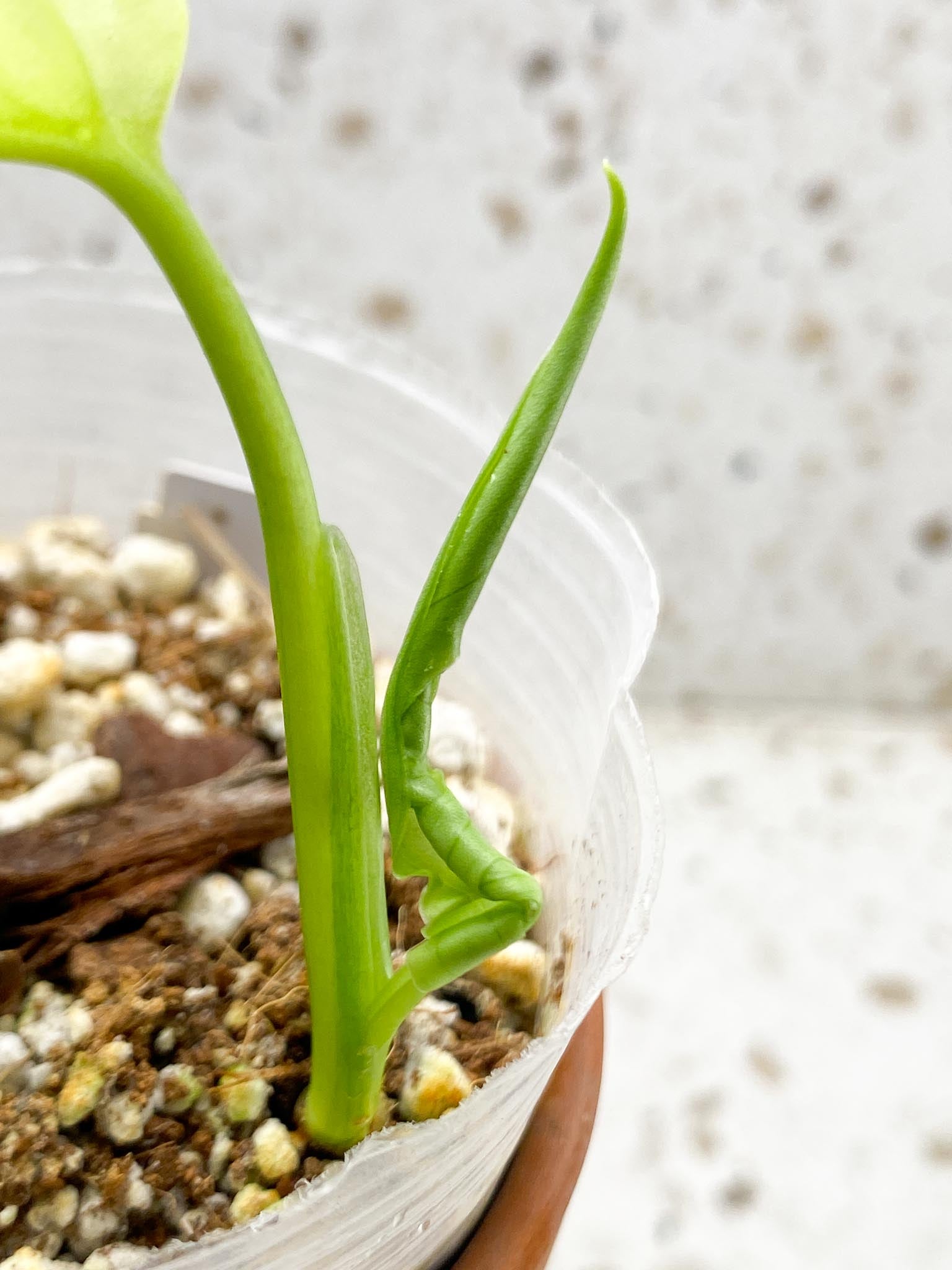 *Monstera Adansonii Aurea 1 Leaf 2 Nodes 1 Sprout Rooted