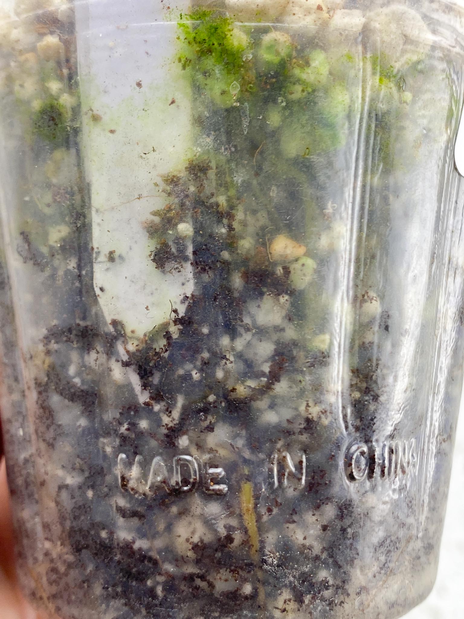 *Monstera Adansonii Aurea 1 Leaf 2 Nodes 1 Sprout Rooted