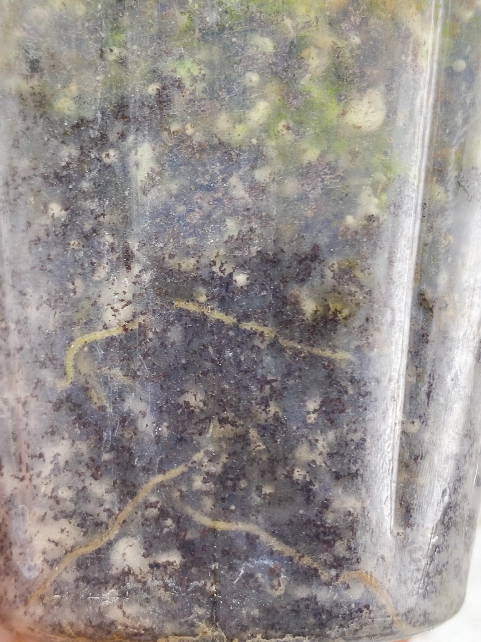 *Monstera Adansonii Aurea 1 Leaf 2 Nodes 1 Sprout Rooted