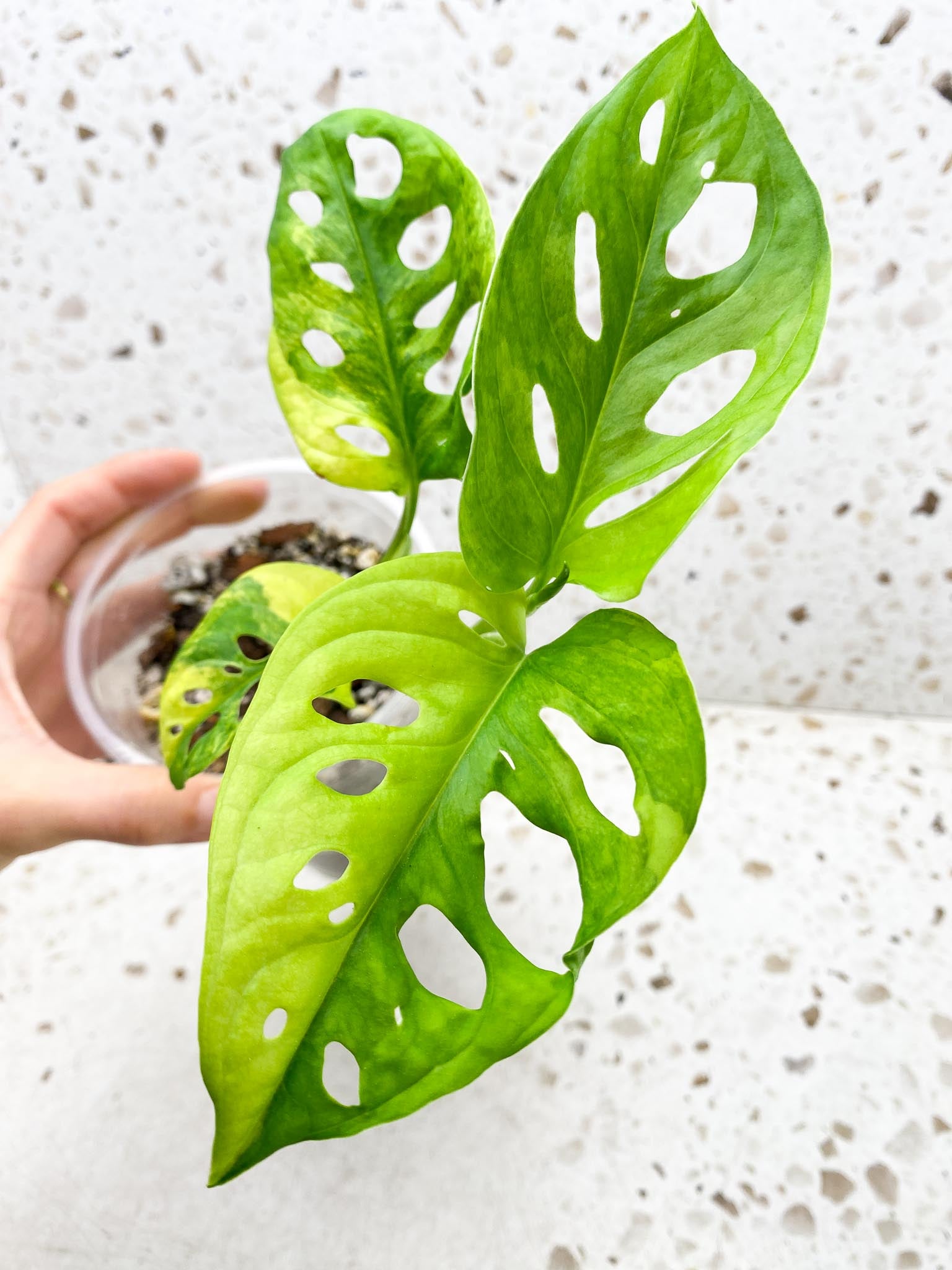 Monstera Adansonii Aurea Variegated 4 Leaves 5 Nodes 1 Sprout top cutiing Rooted
