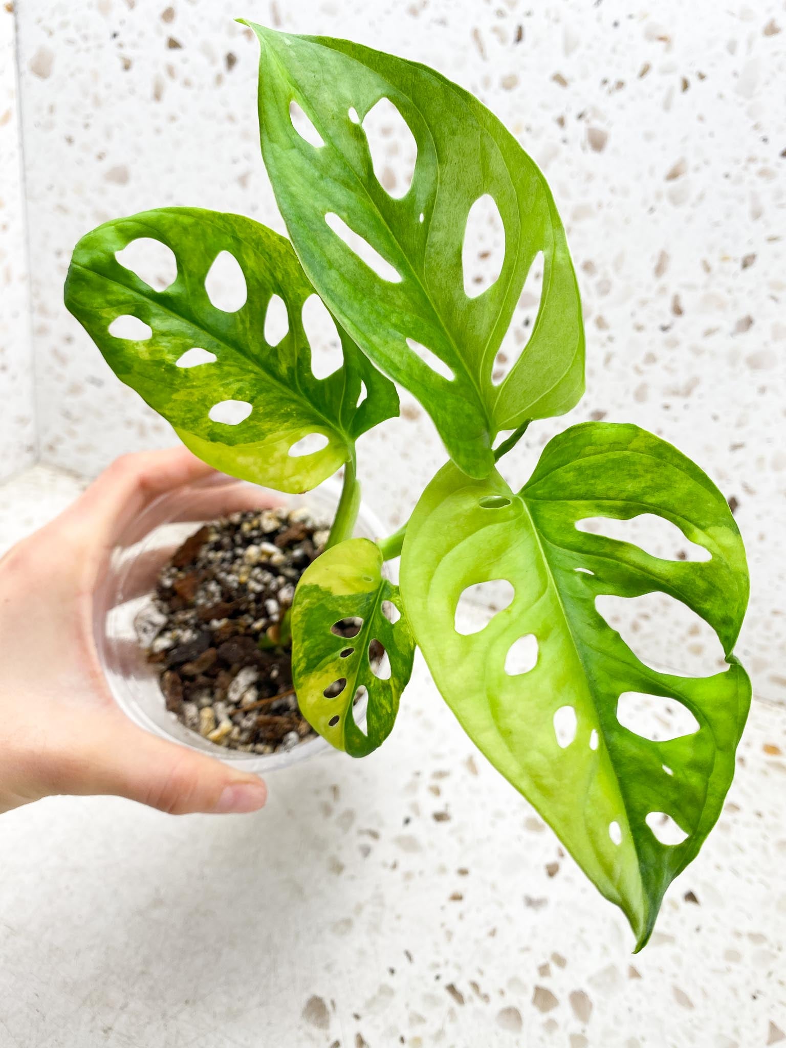 Monstera Adansonii Aurea Variegated 4 Leaves 5 Nodes 1 Sprout top cutiing Rooted