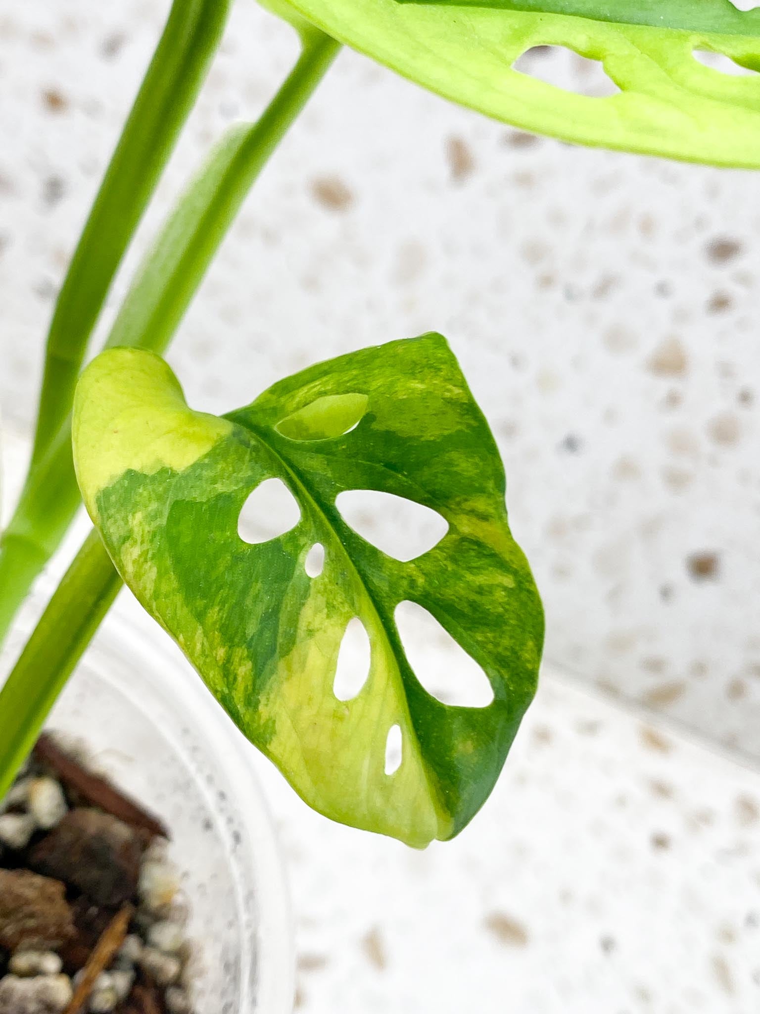 Monstera Adansonii Aurea Variegated 4 Leaves 5 Nodes 1 Sprout top cutiing Rooted