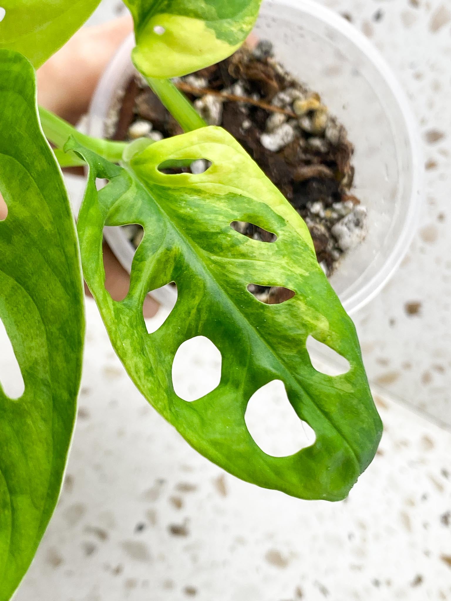 Monstera Adansonii Aurea Variegated 4 Leaves 5 Nodes 1 Sprout top cutiing Rooted