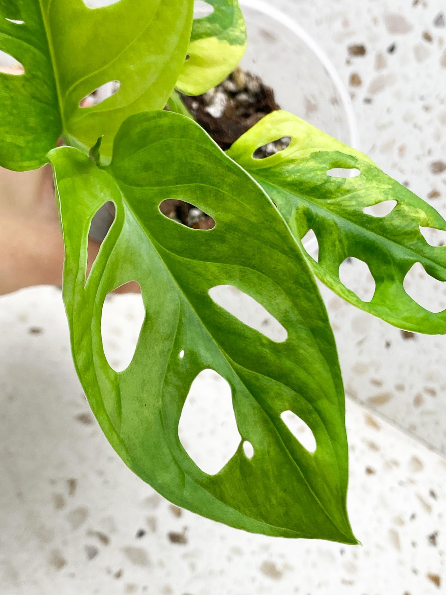 Monstera Adansonii Aurea Variegated 4 Leaves 5 Nodes 1 Sprout top cutiing Rooted