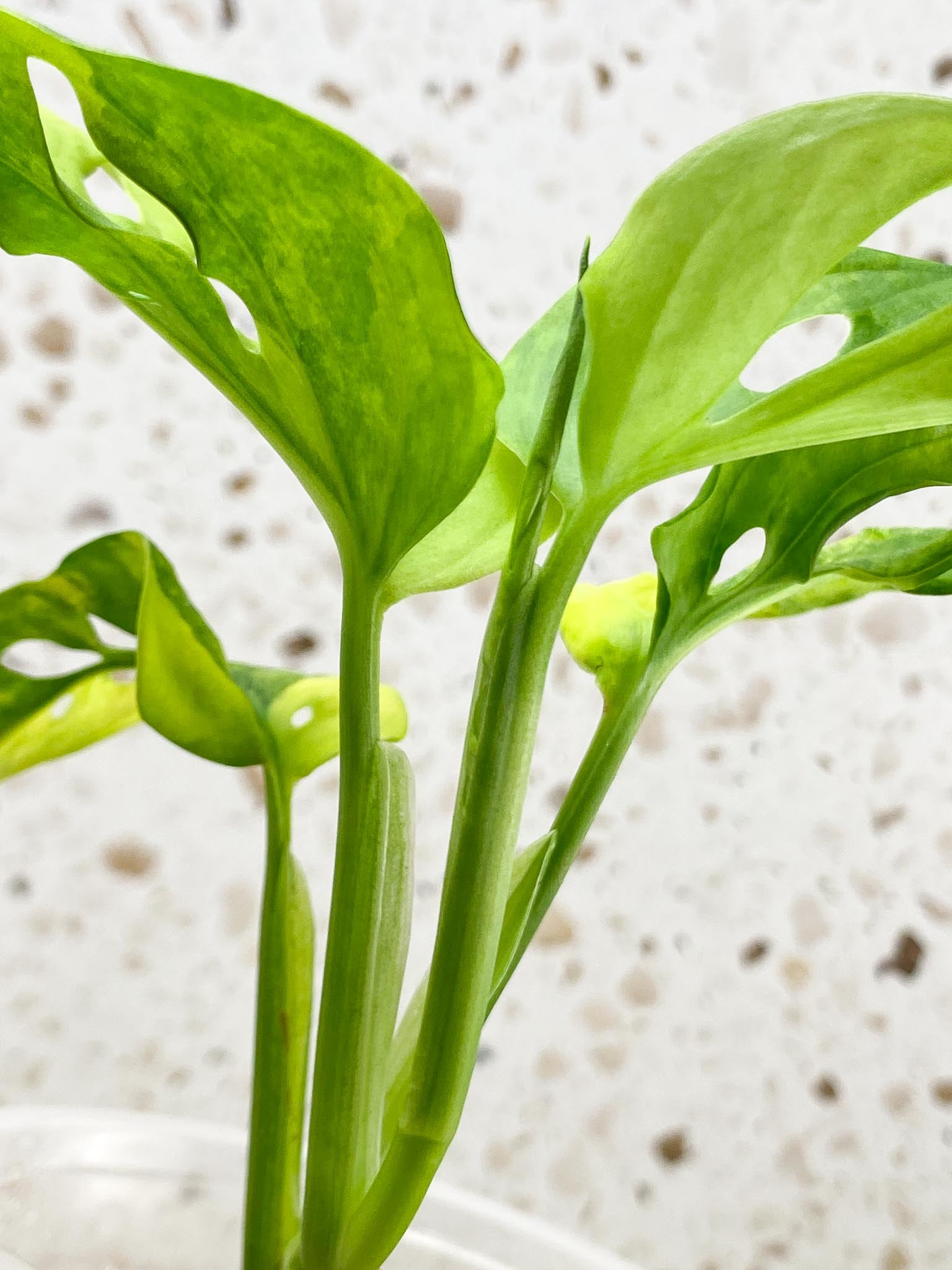Monstera Adansonii Aurea Variegated 4 Leaves 5 Nodes 1 Sprout top cutiing Rooted
