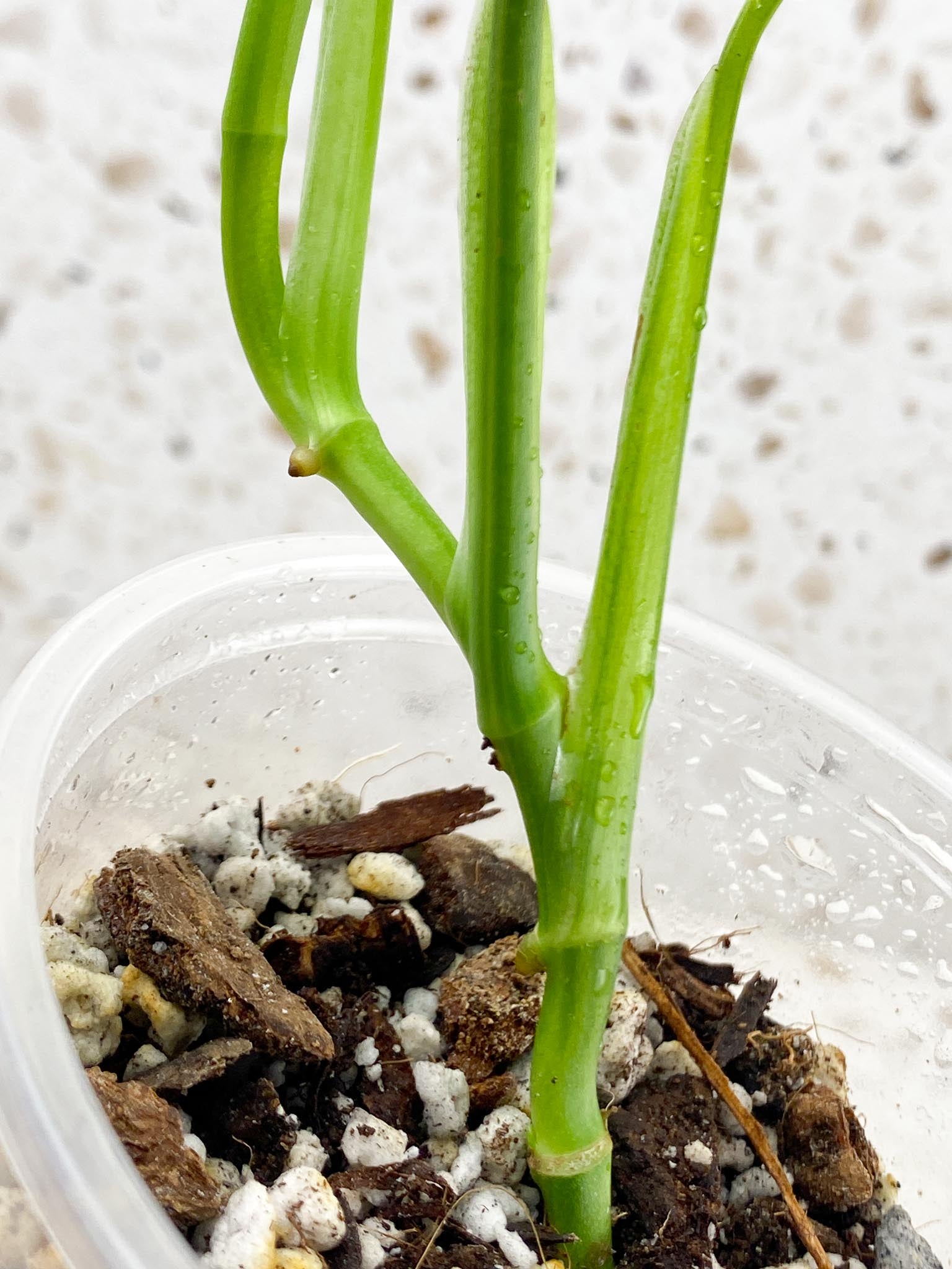 Monstera Adansonii Aurea Variegated 4 Leaves 5 Nodes 1 Sprout top cutiing Rooted