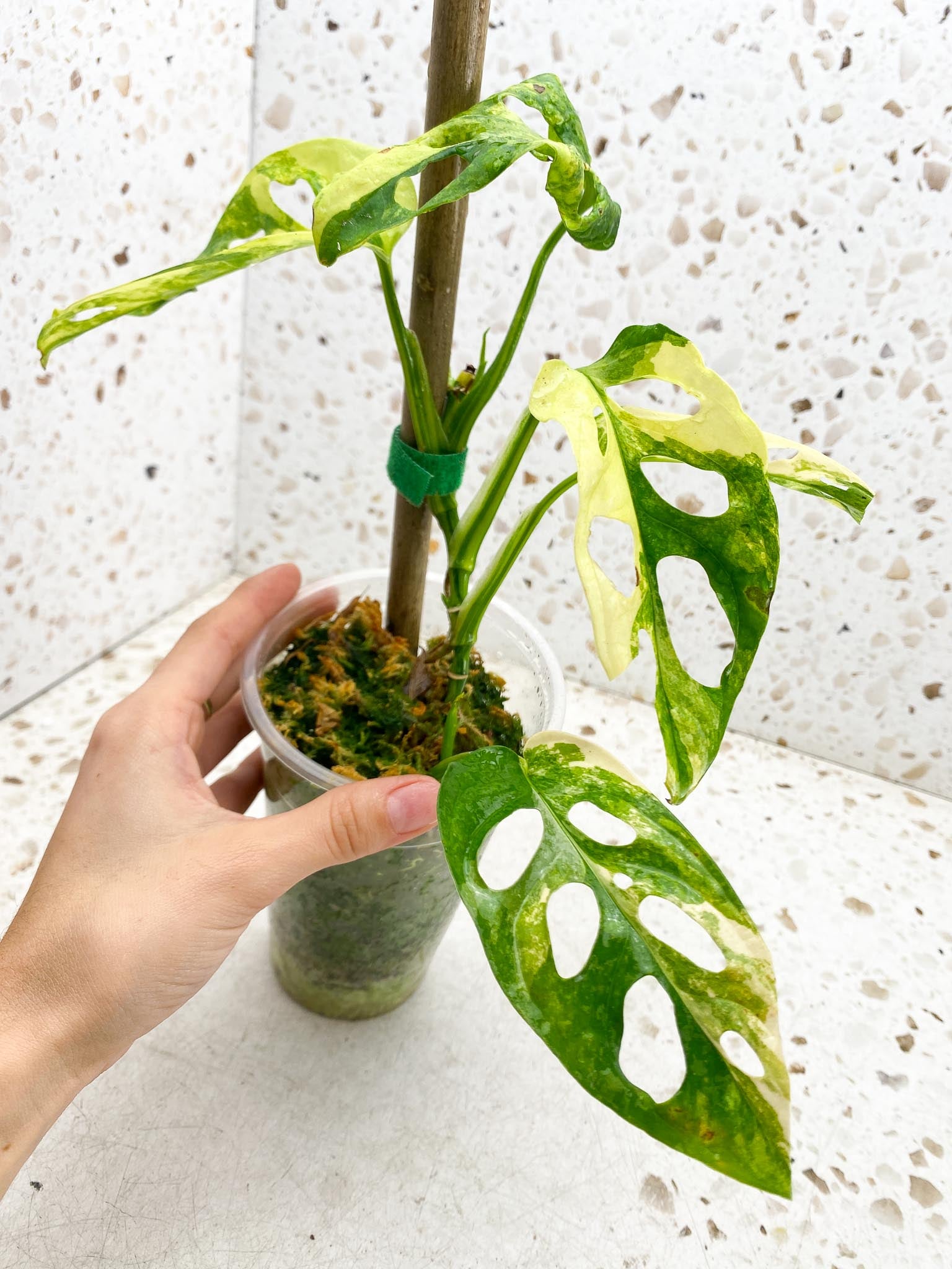 *Monstera Adansonii Aurea Variegated Multiple Leaves Multiple Nodes 3 Sprouts top cutiing Rooted