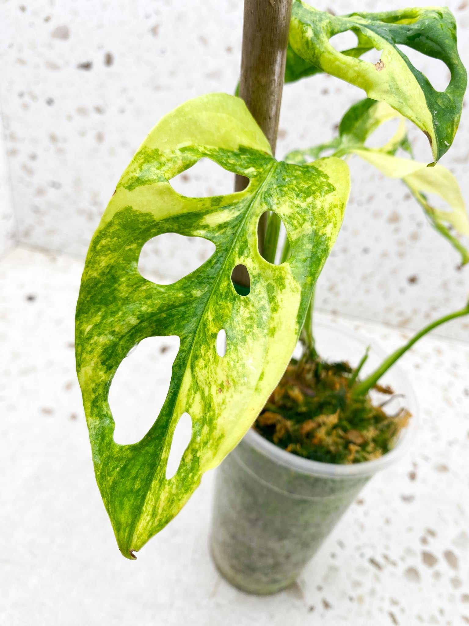 *Monstera Adansonii Aurea Variegated Multiple Leaves Multiple Nodes 3 Sprouts top cutiing Rooted