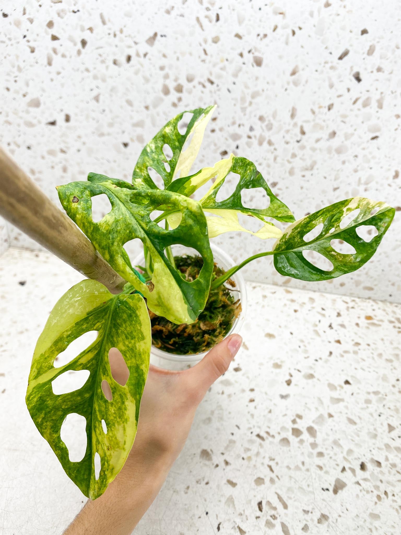 *Monstera Adansonii Aurea Variegated Multiple Leaves Multiple Nodes 3 Sprouts top cutiing Rooted