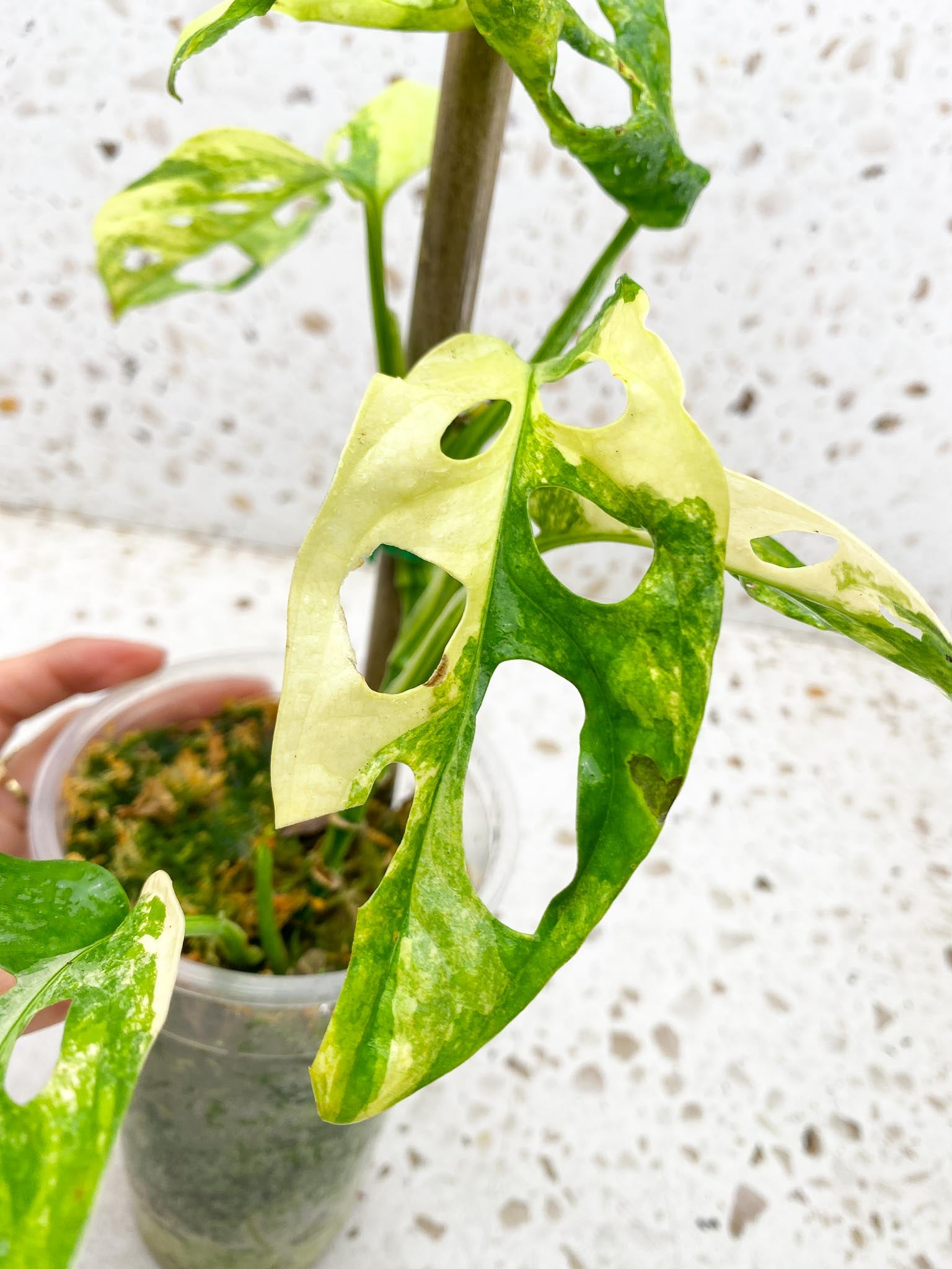 *Monstera Adansonii Aurea Variegated Multiple Leaves Multiple Nodes 3 Sprouts top cutiing Rooted