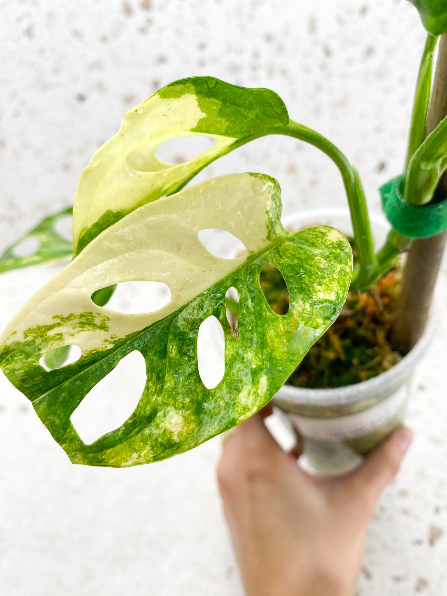 *Monstera Adansonii Aurea Variegated Multiple Leaves Multiple Nodes 3 Sprouts top cutiing Rooted