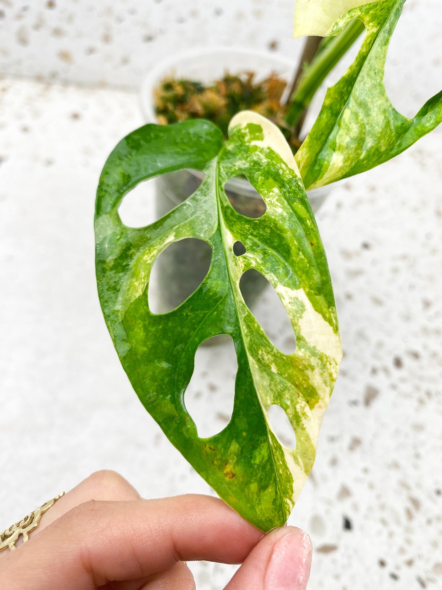 *Monstera Adansonii Aurea Variegated Multiple Leaves Multiple Nodes 3 Sprouts top cutiing Rooted