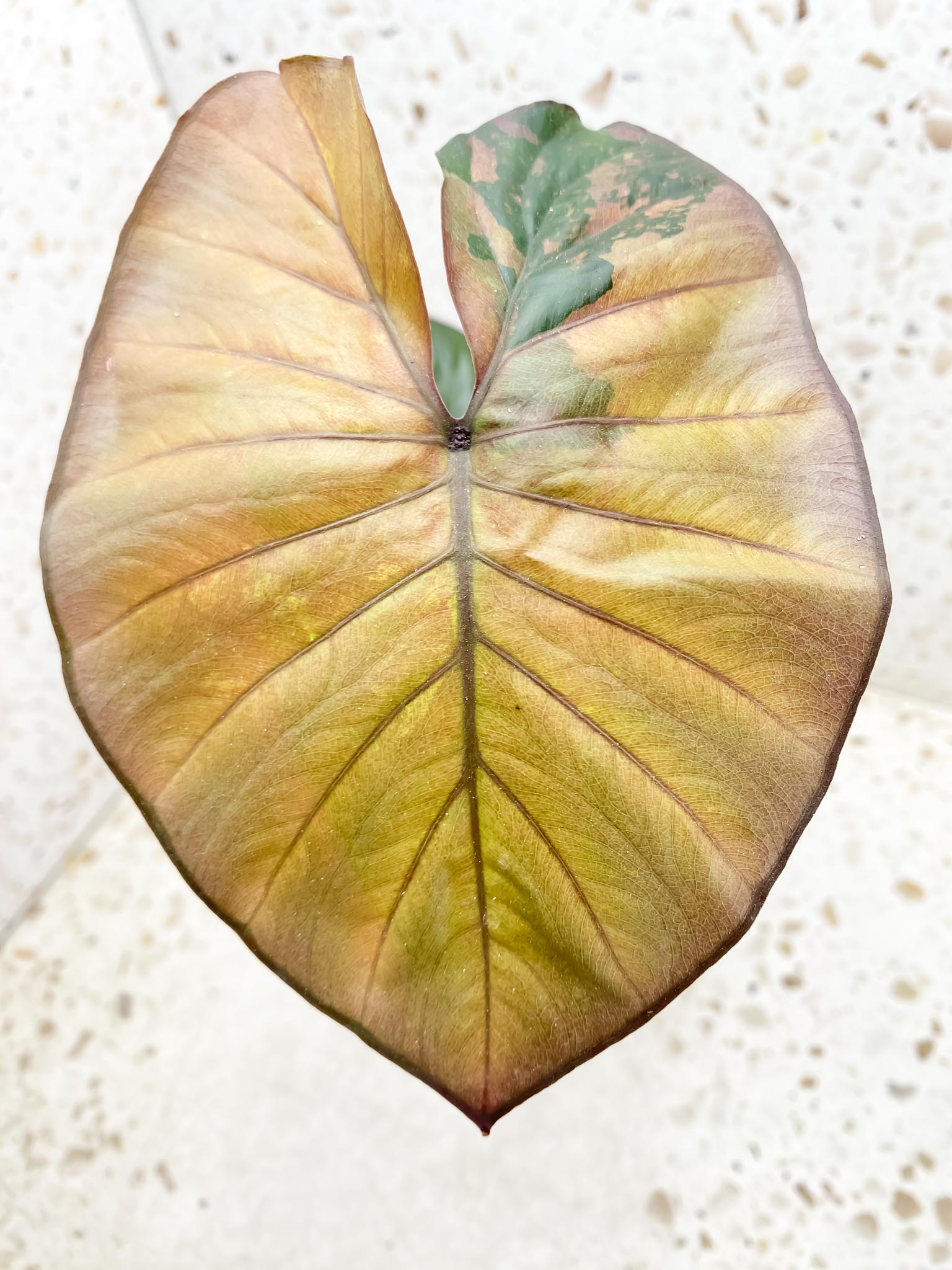 Alocasia Serendipity pink Variegated 2 Leaves 2 Nodes Rooted