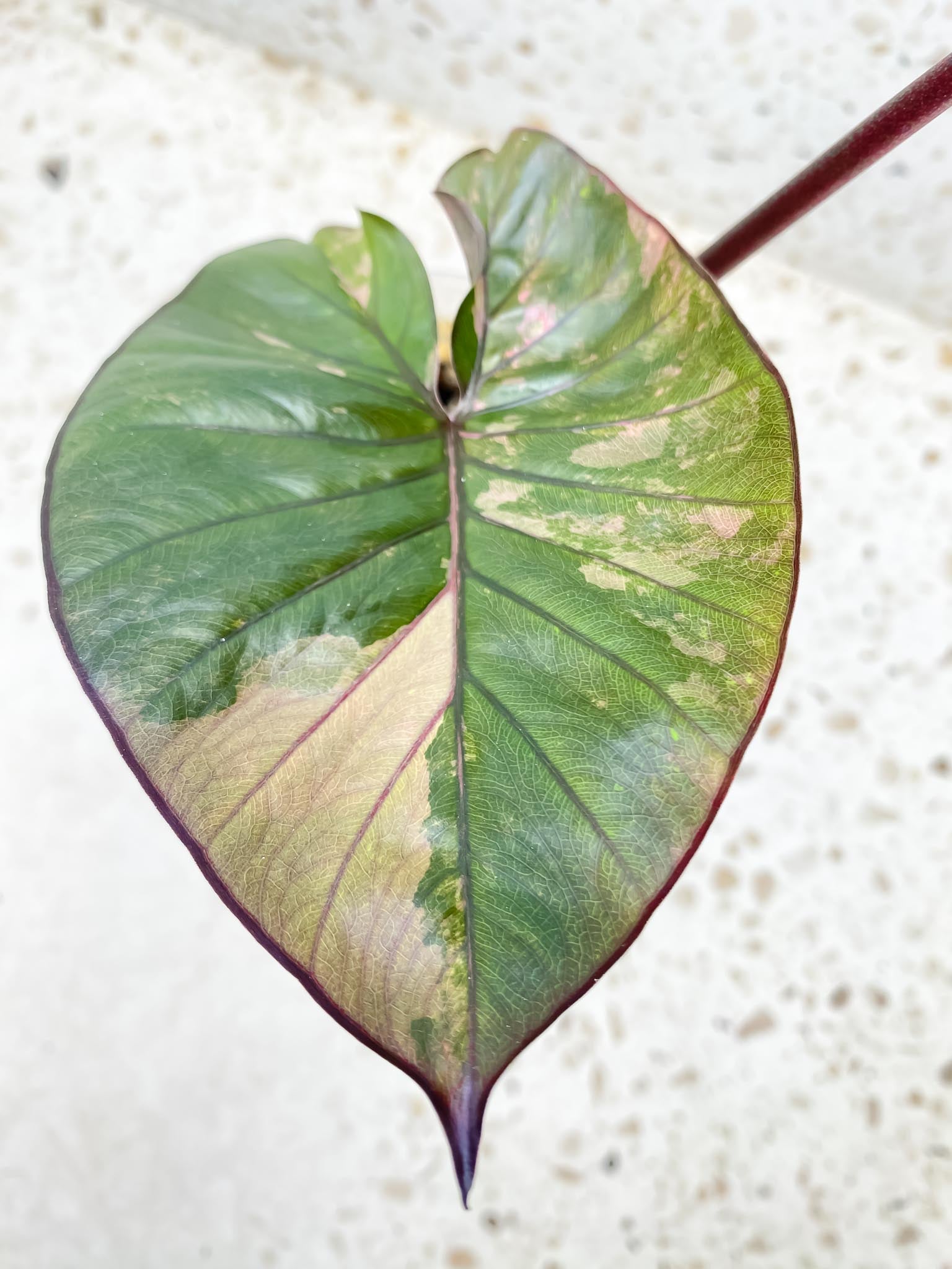Alocasia Serendipity pink Variegated 2 Leaves 2 Nodes Rooted