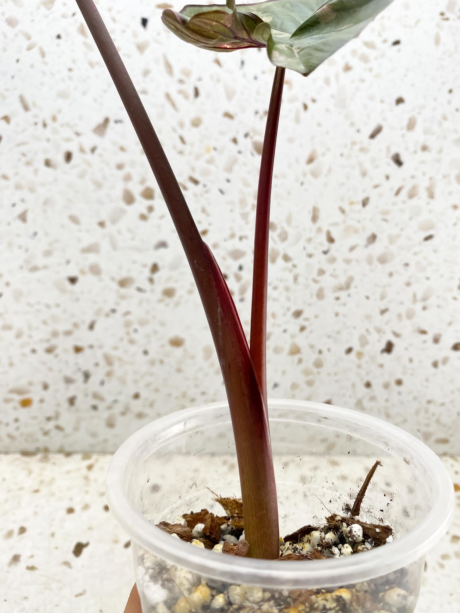 Alocasia Serendipity pink Variegated 2 Leaves 2 Nodes Rooted
