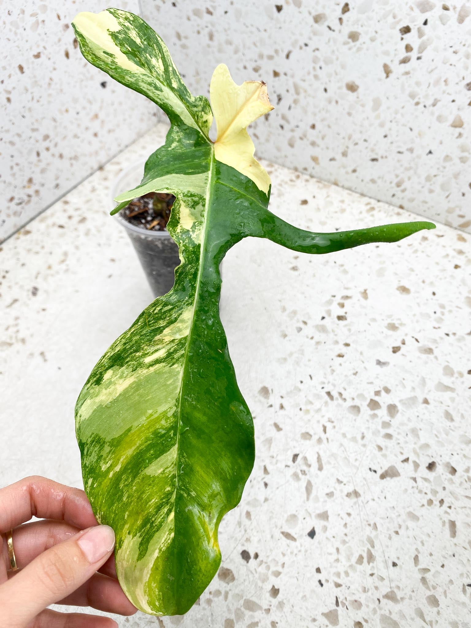 *Philodendron Florida beauty Variegated 1 Leaf 2 Nodes Rooted