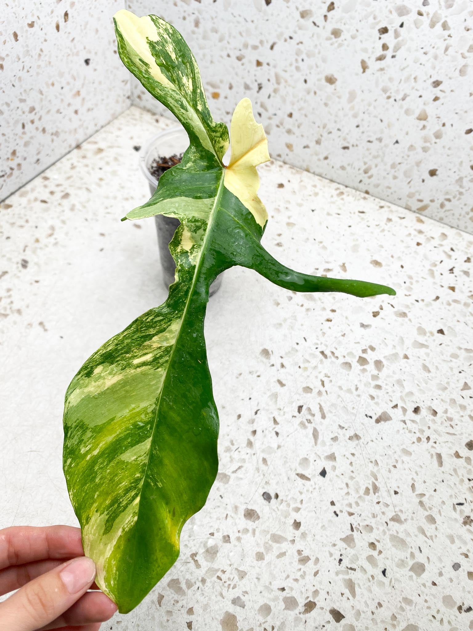 *Philodendron Florida beauty Variegated 1 Leaf 2 Nodes Rooted