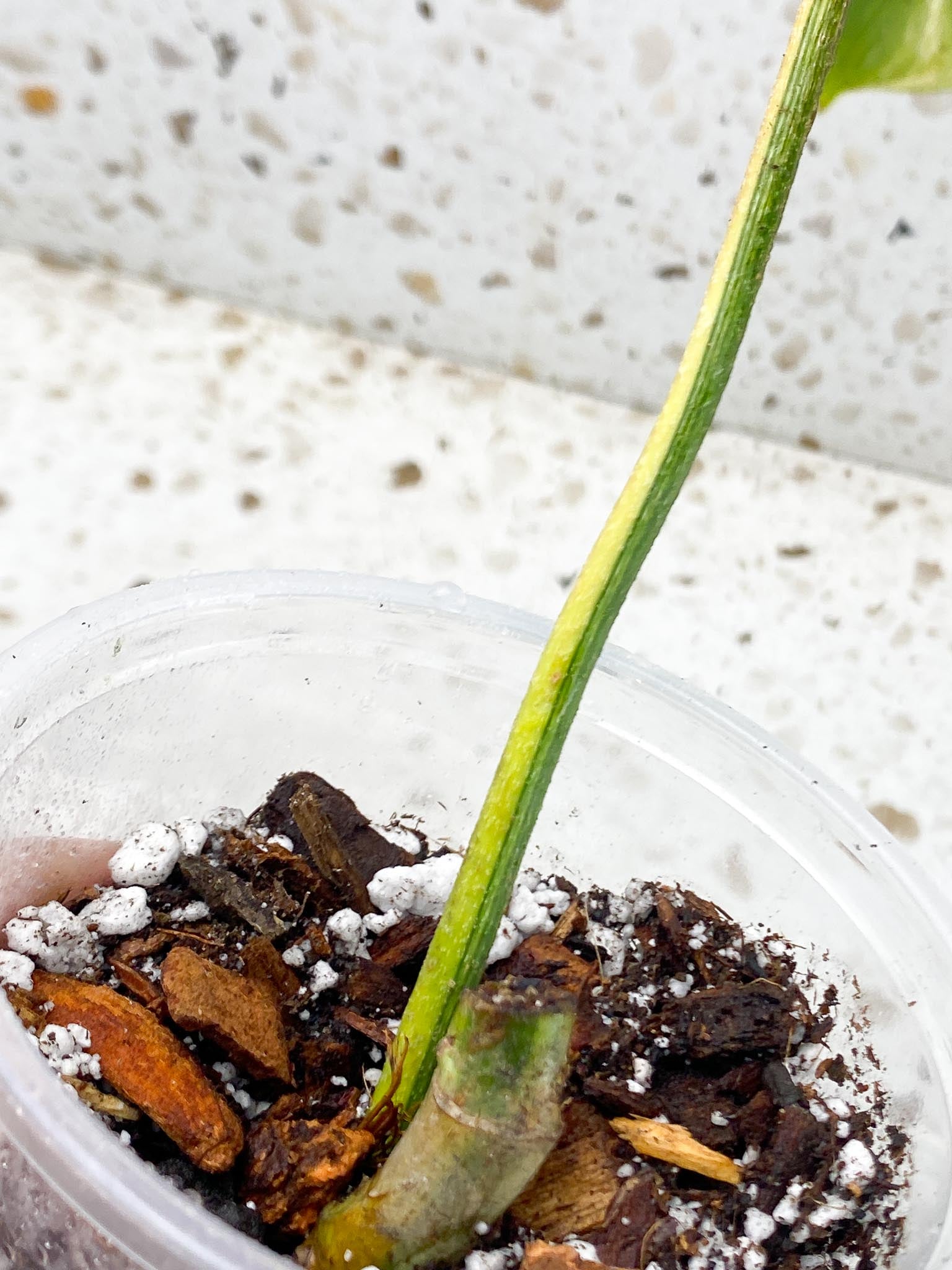 *Philodendron Florida beauty Variegated 1 Leaf 2 Nodes Rooted
