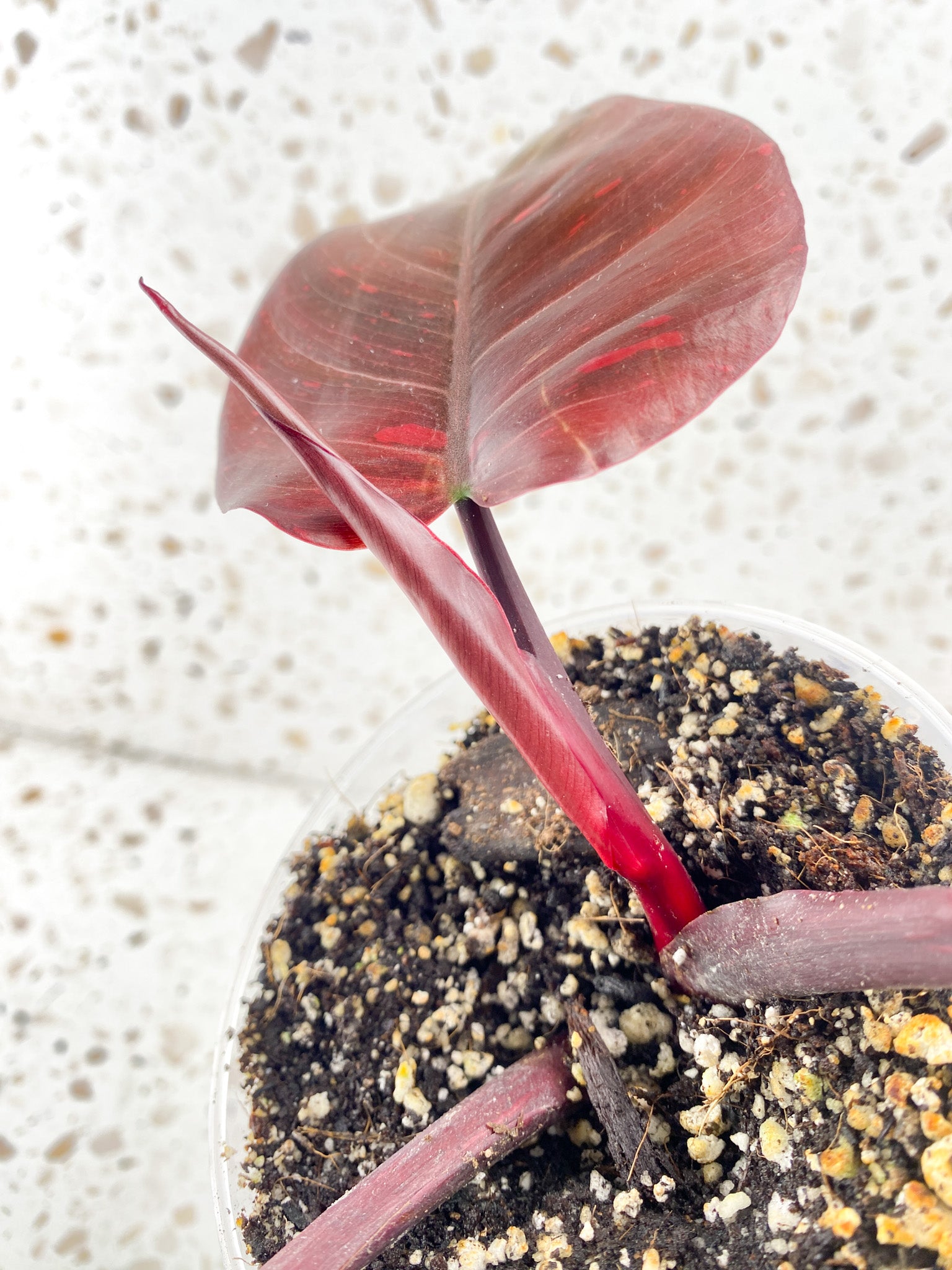 Philodendron Orange Princess 3 leaves 1 shoot top cutting
