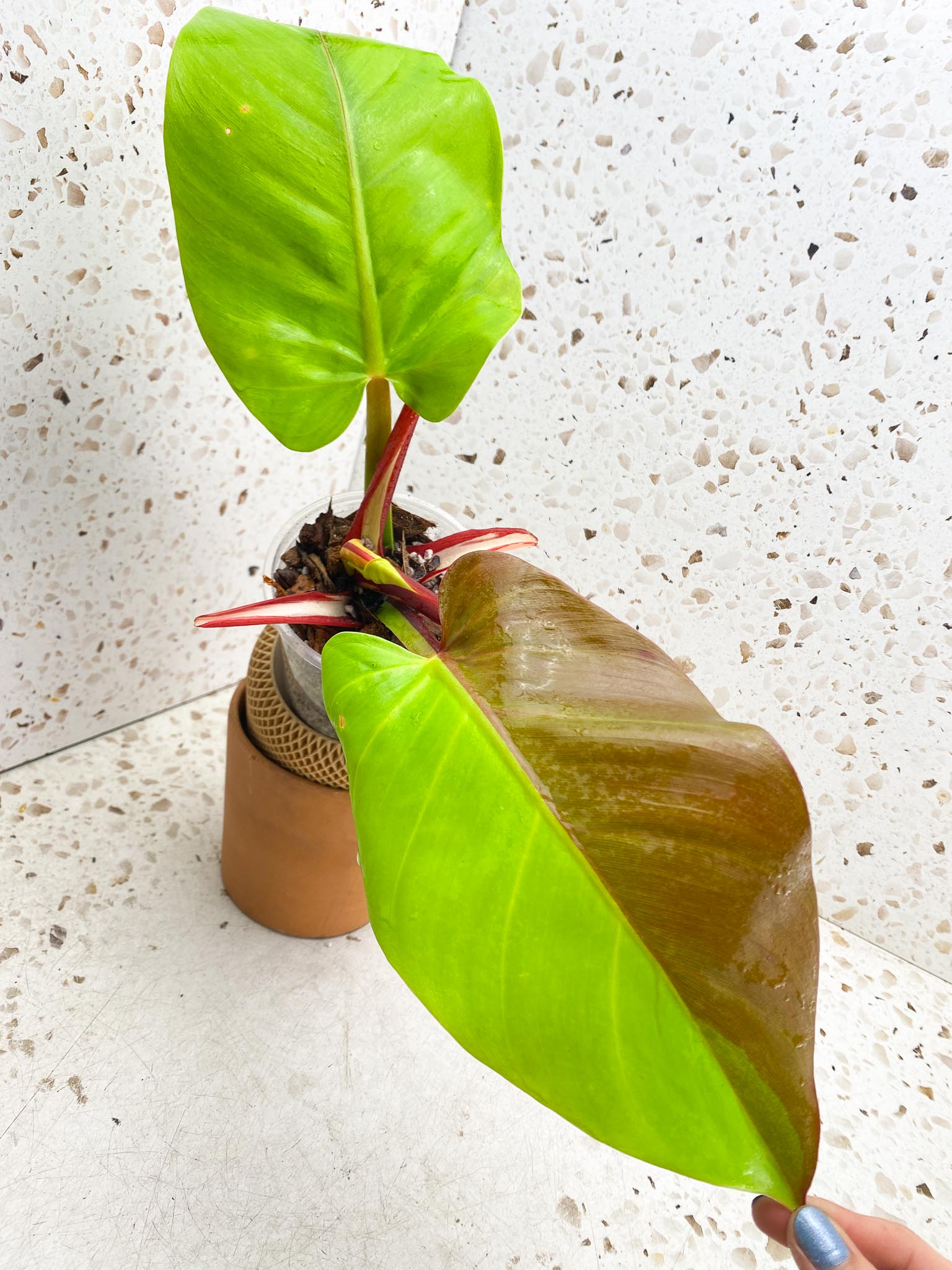 Philodendron Red Moon Variegated 2 Leaves Multiple Nodes 1 Sprout Top Cutting Half Moon Rooted