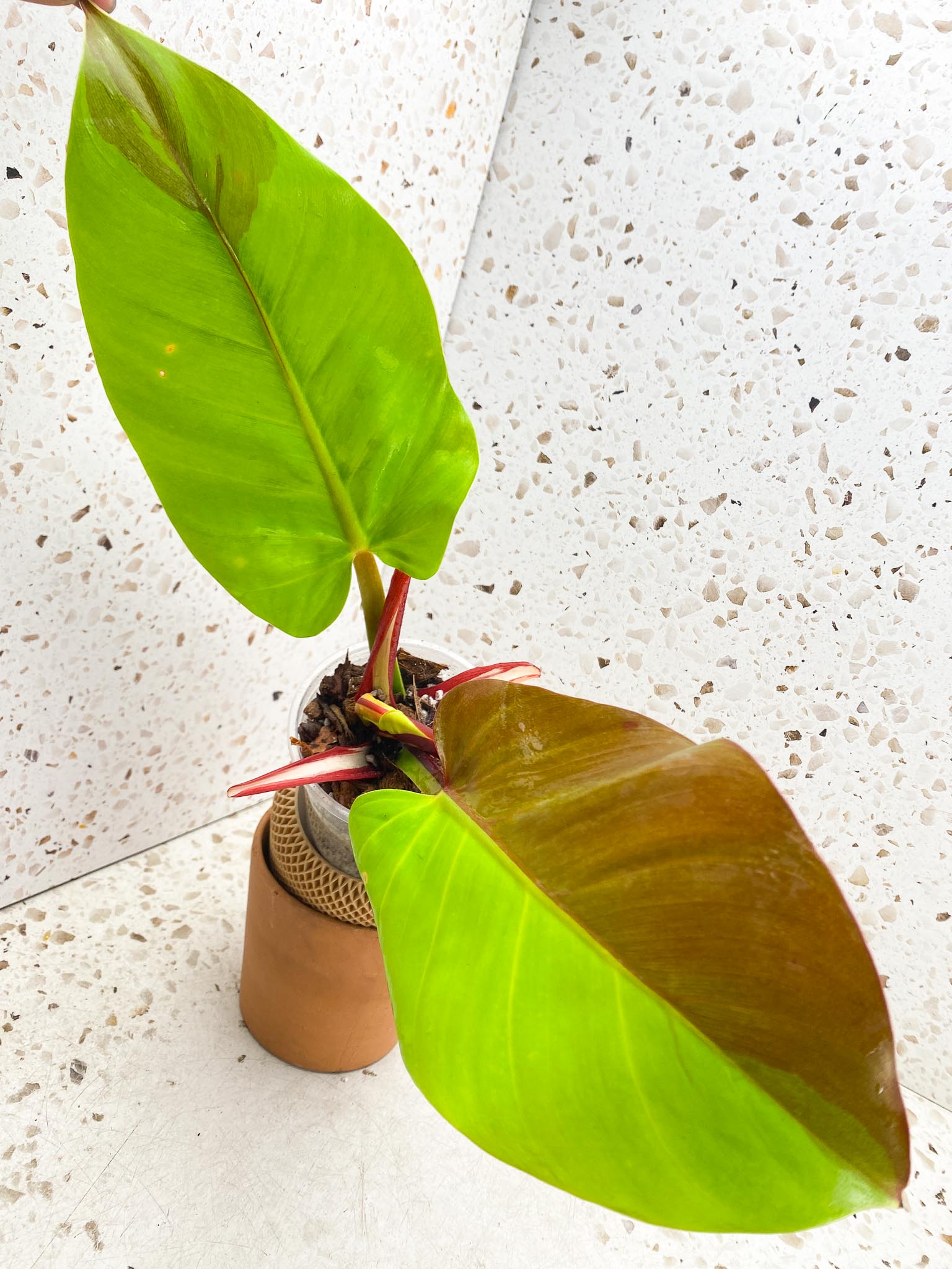 Philodendron Red Moon Variegated 2 Leaves Multiple Nodes 1 Sprout Top Cutting Half Moon Rooted
