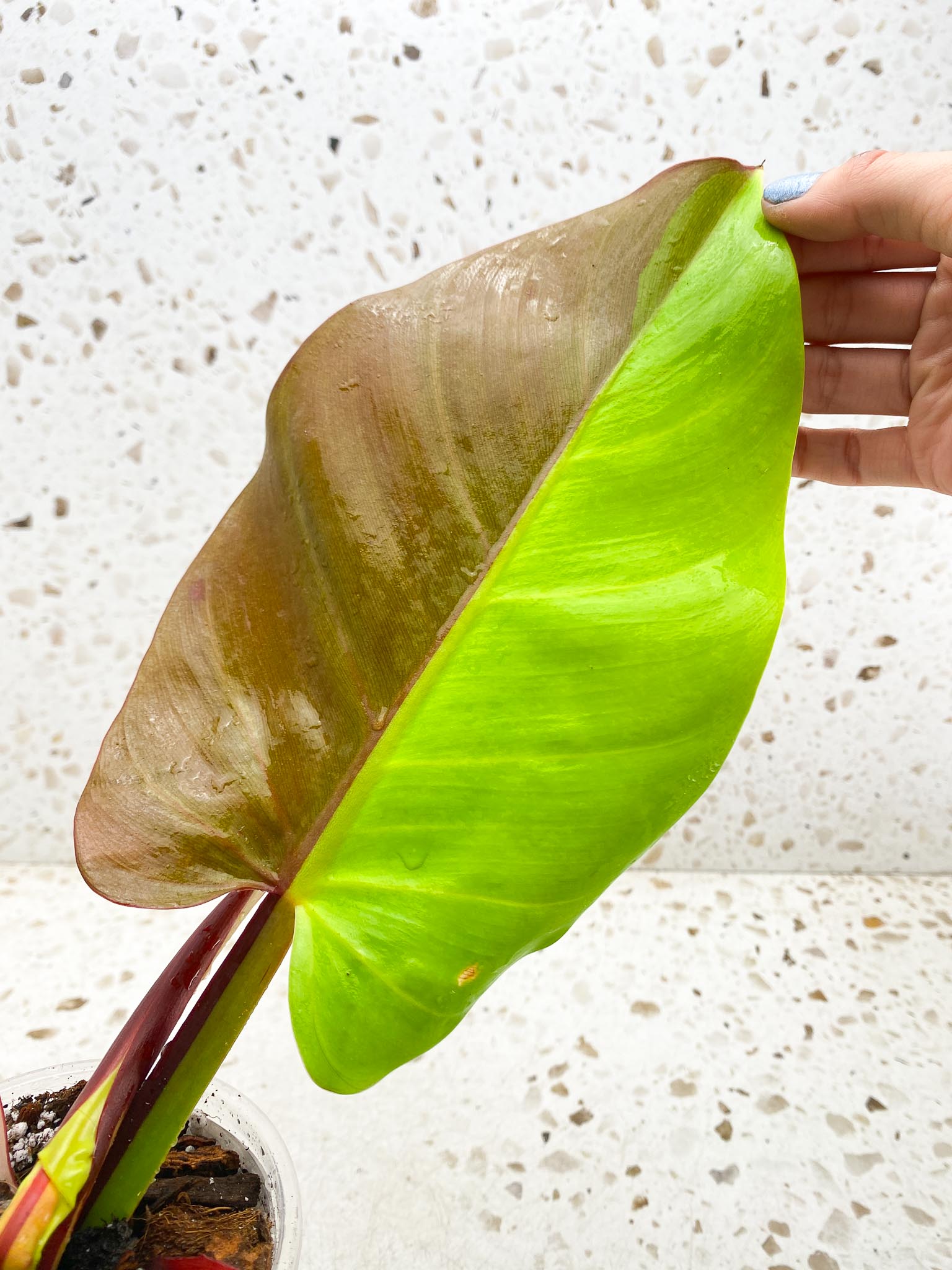 Philodendron Red Moon Variegated 2 Leaves Multiple Nodes 1 Sprout Top Cutting Half Moon Rooted