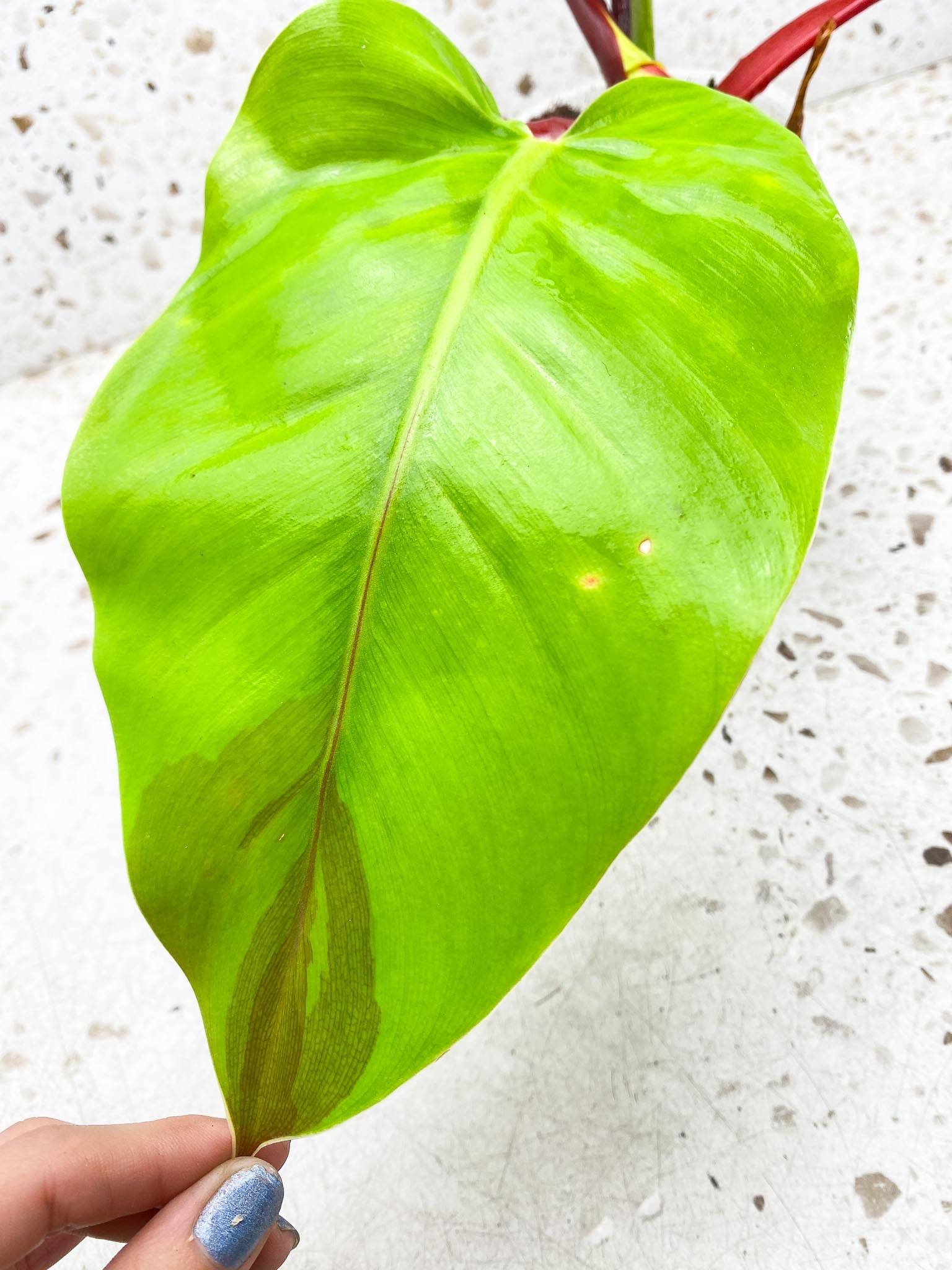 Philodendron Red Moon Variegated 2 Leaves Multiple Nodes 1 Sprout Top Cutting Half Moon Rooted