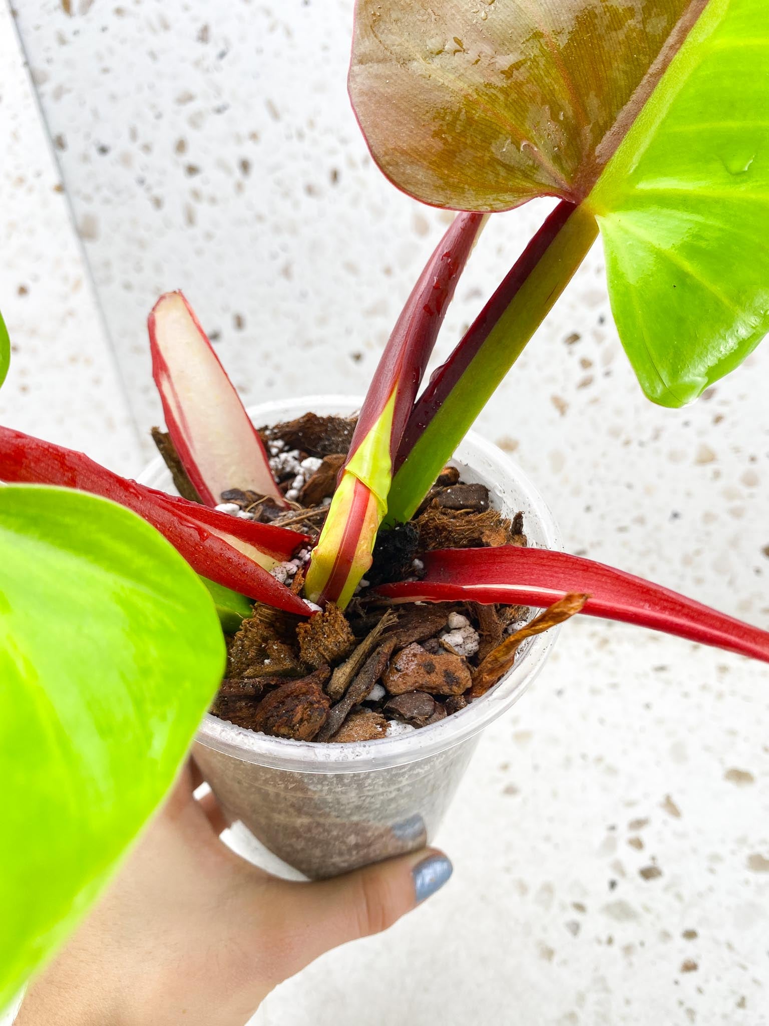 Philodendron Red Moon Variegated 2 Leaves Multiple Nodes 1 Sprout Top Cutting Half Moon Rooted