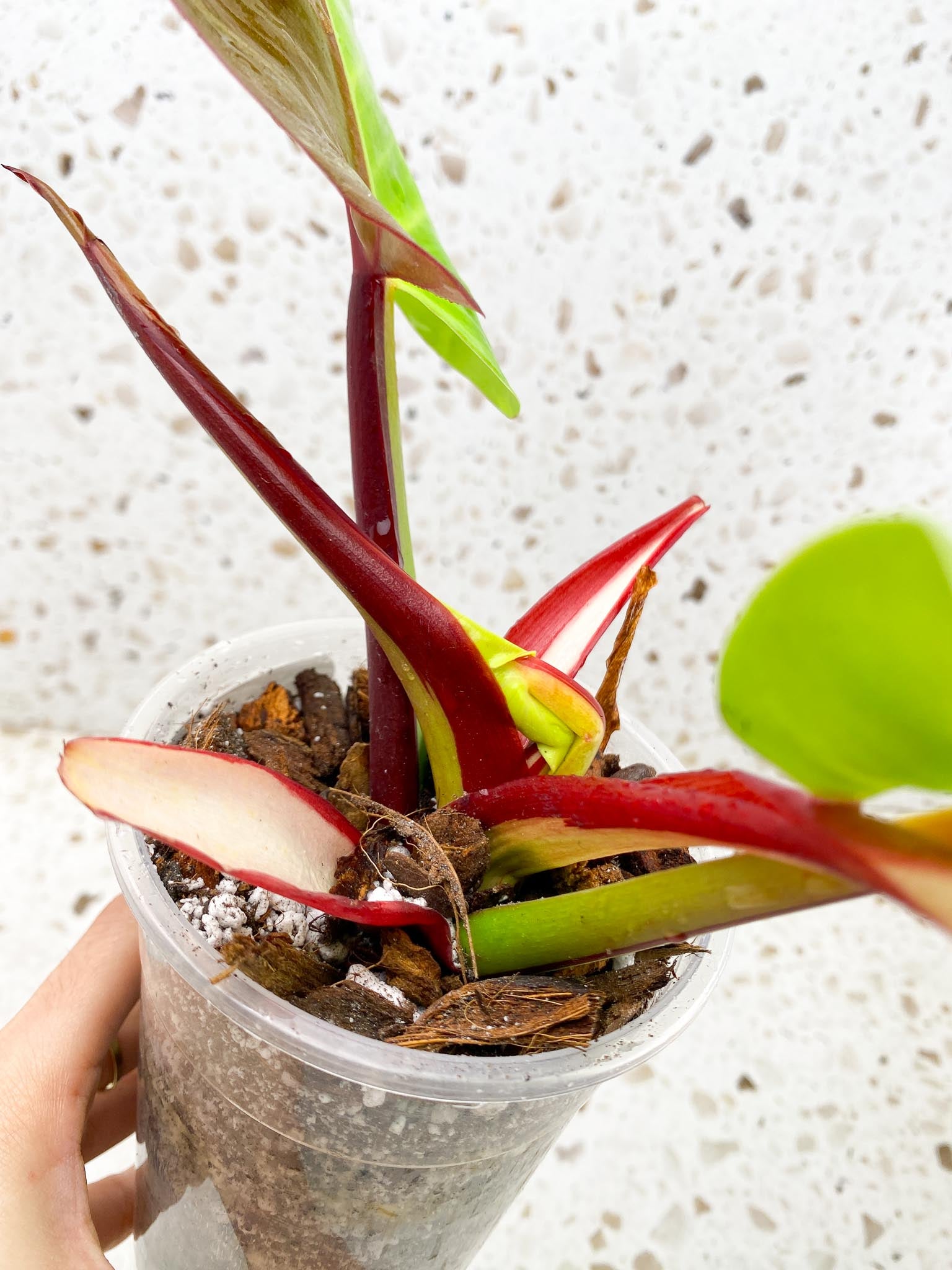 Philodendron Red Moon Variegated 2 Leaves Multiple Nodes 1 Sprout Top Cutting Half Moon Rooted