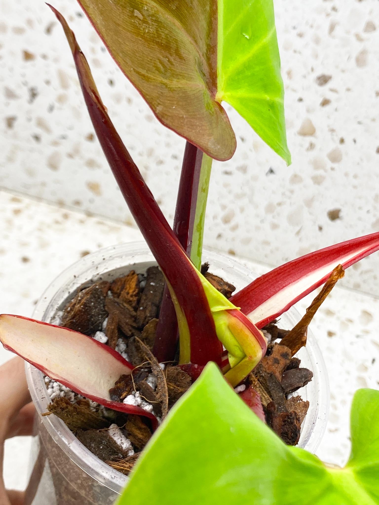Philodendron Red Moon Variegated 2 Leaves Multiple Nodes 1 Sprout Top Cutting Half Moon Rooted