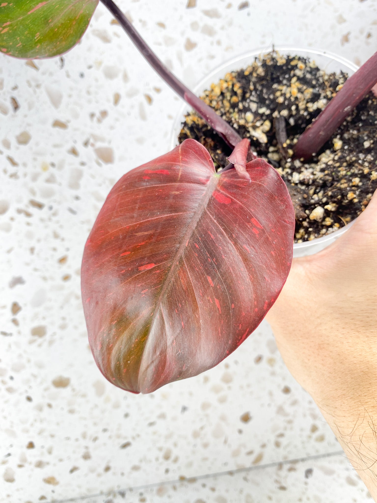 Philodendron Orange Princess 3 leaves 1 shoot top cutting