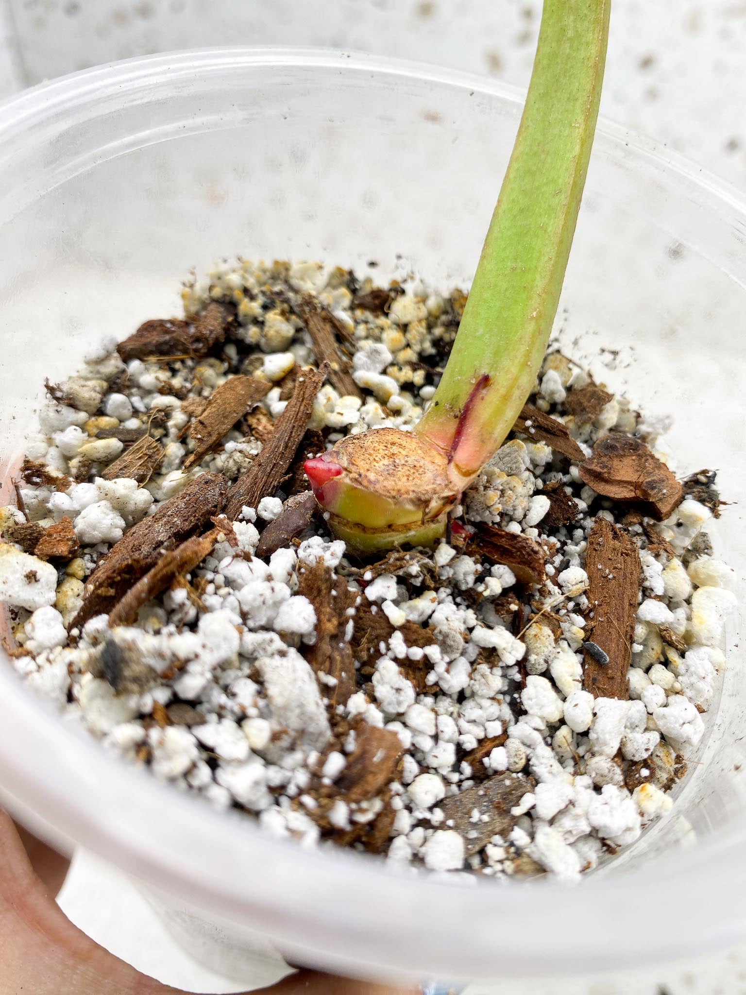 *Philodendron Red Moon Variegated 2 Nodes 2 Sprouts Rooted