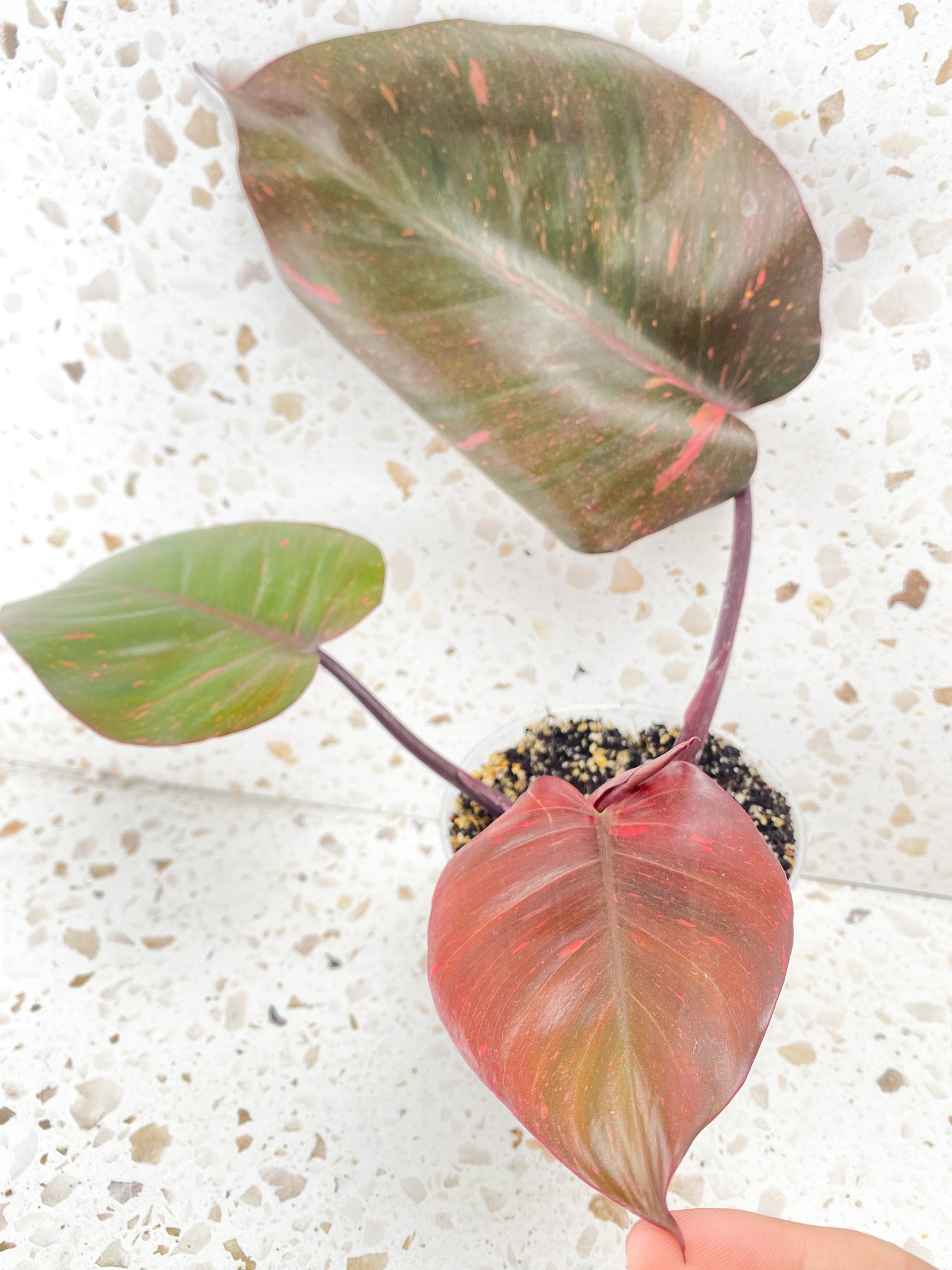 Philodendron Orange Princess 3 leaves 1 shoot top cutting