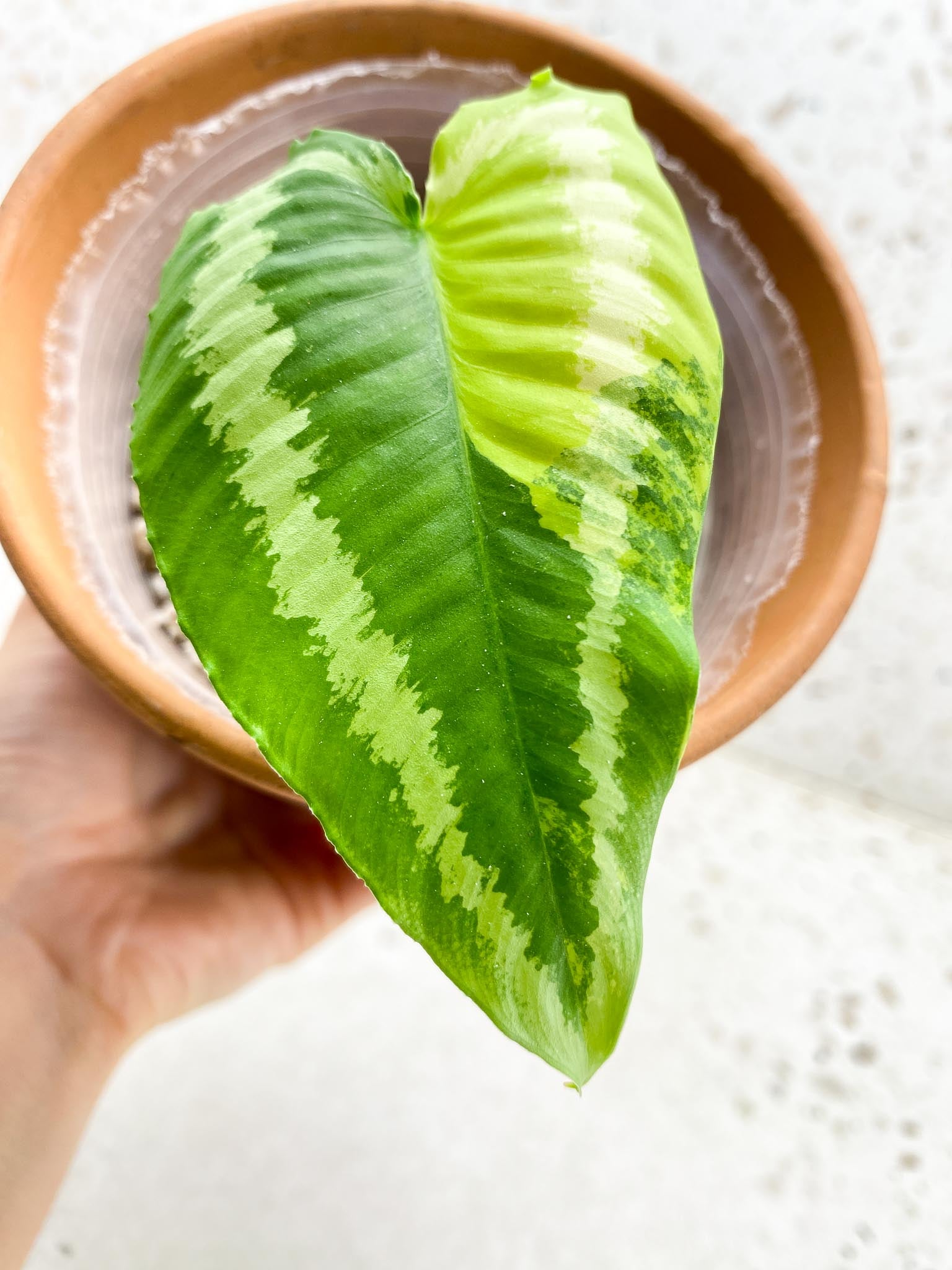 *Schismatoglottis wallichii variegated 1 Leaf 1 Node Rooted