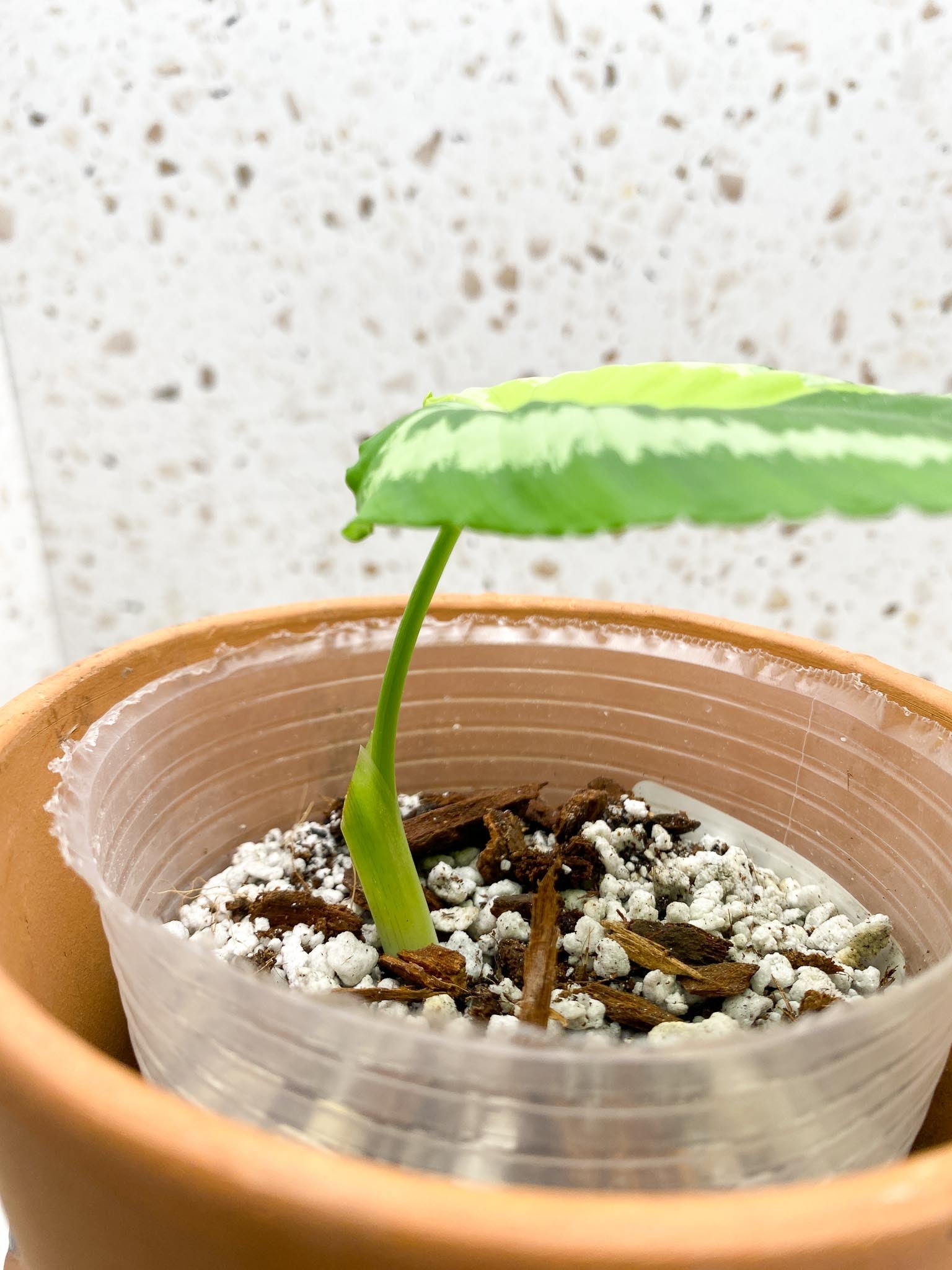 *Schismatoglottis wallichii variegated 1 Leaf 1 Node Rooted