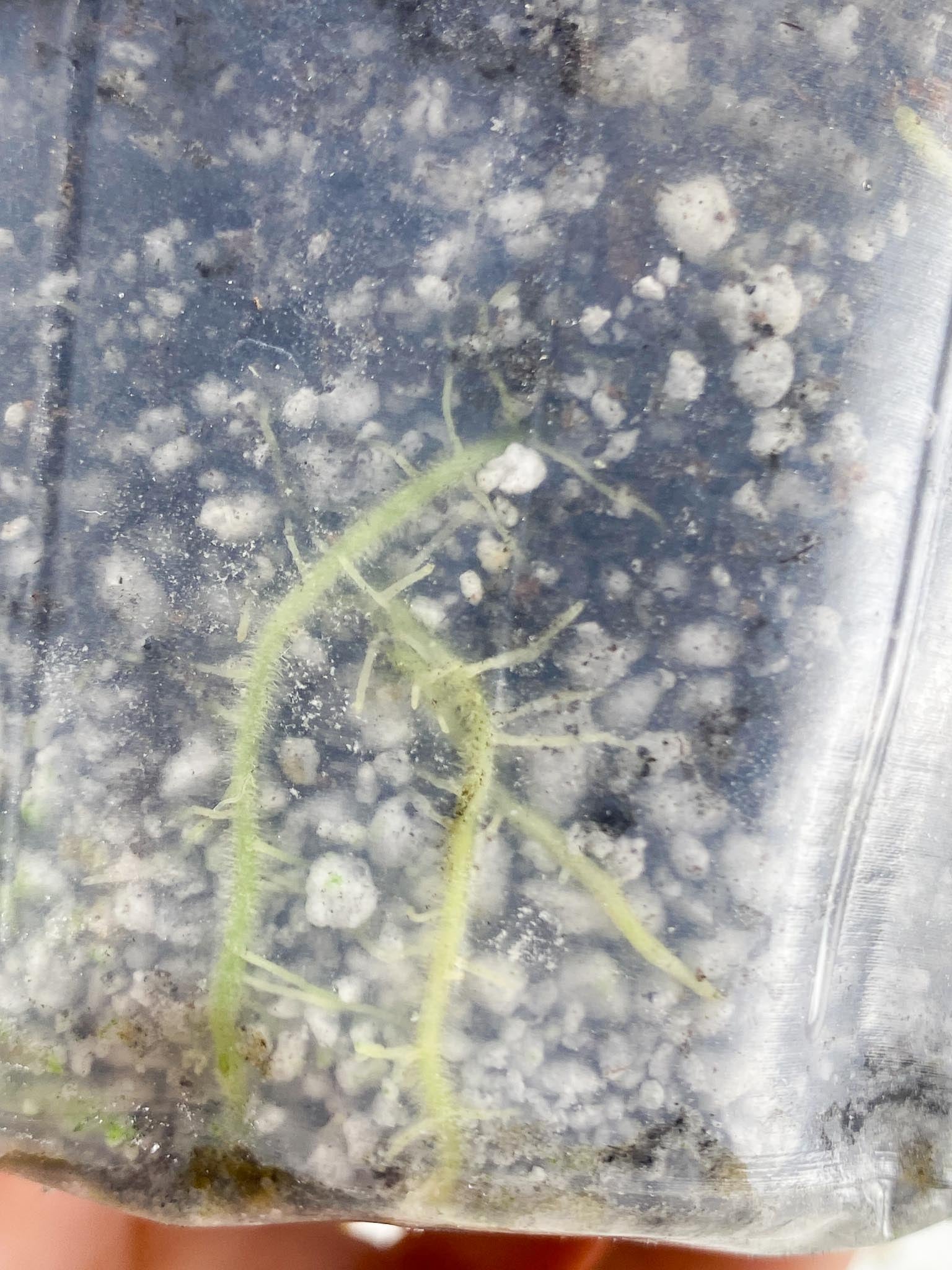 *Schismatoglottis wallichii variegated 1 Leaf 1 Node Rooted