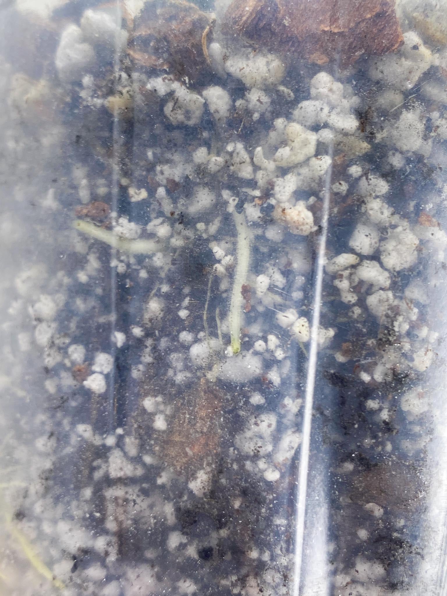 *Schismatoglottis wallichii variegated 1 Leaf 1 Node Rooted