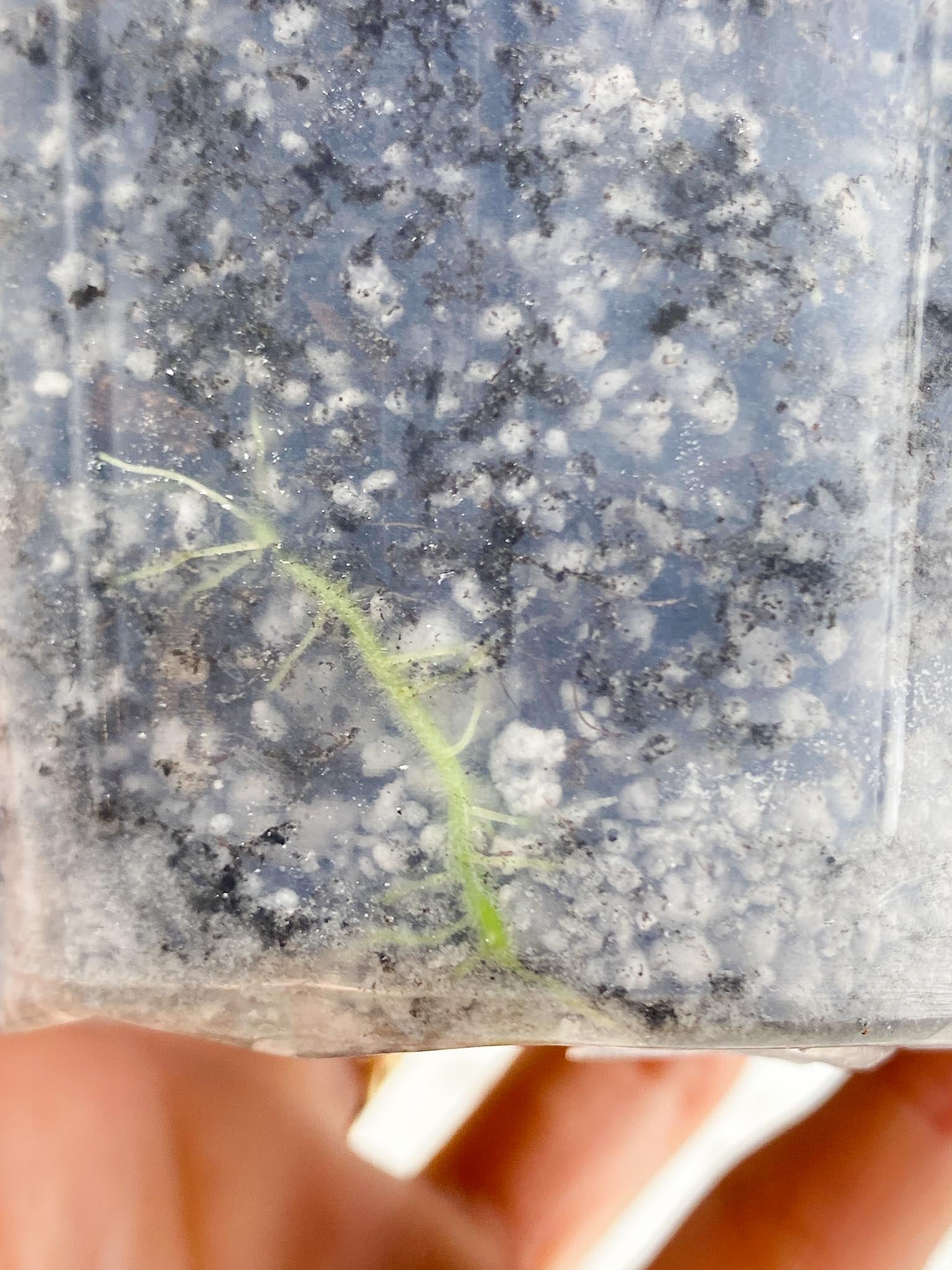 *Schismatoglottis wallichii variegated 1 Leaf 1 Node Rooted