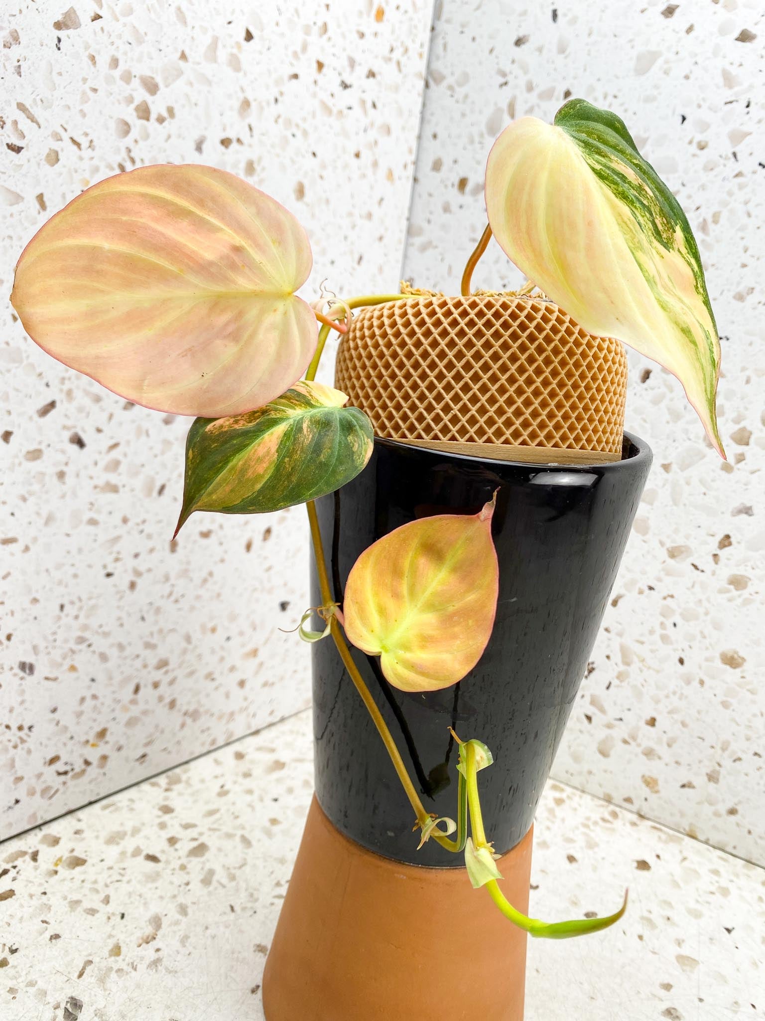 *Philodendron Micans Pink Hue Variegated 4 Leaves Multiple Nodes 1 Sprout Rooted