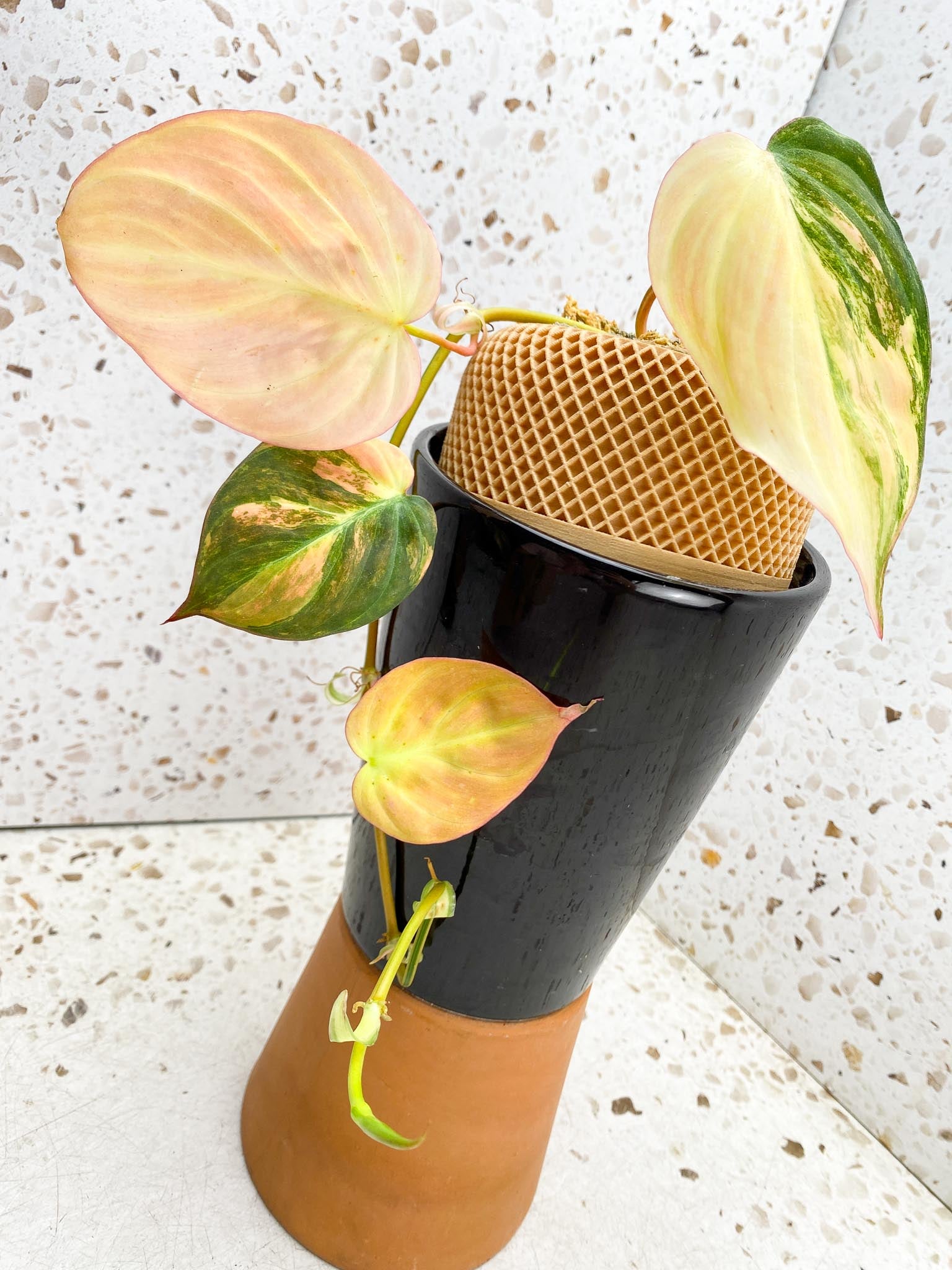 *Philodendron Micans Pink Hue Variegated 4 Leaves Multiple Nodes 1 Sprout Rooted