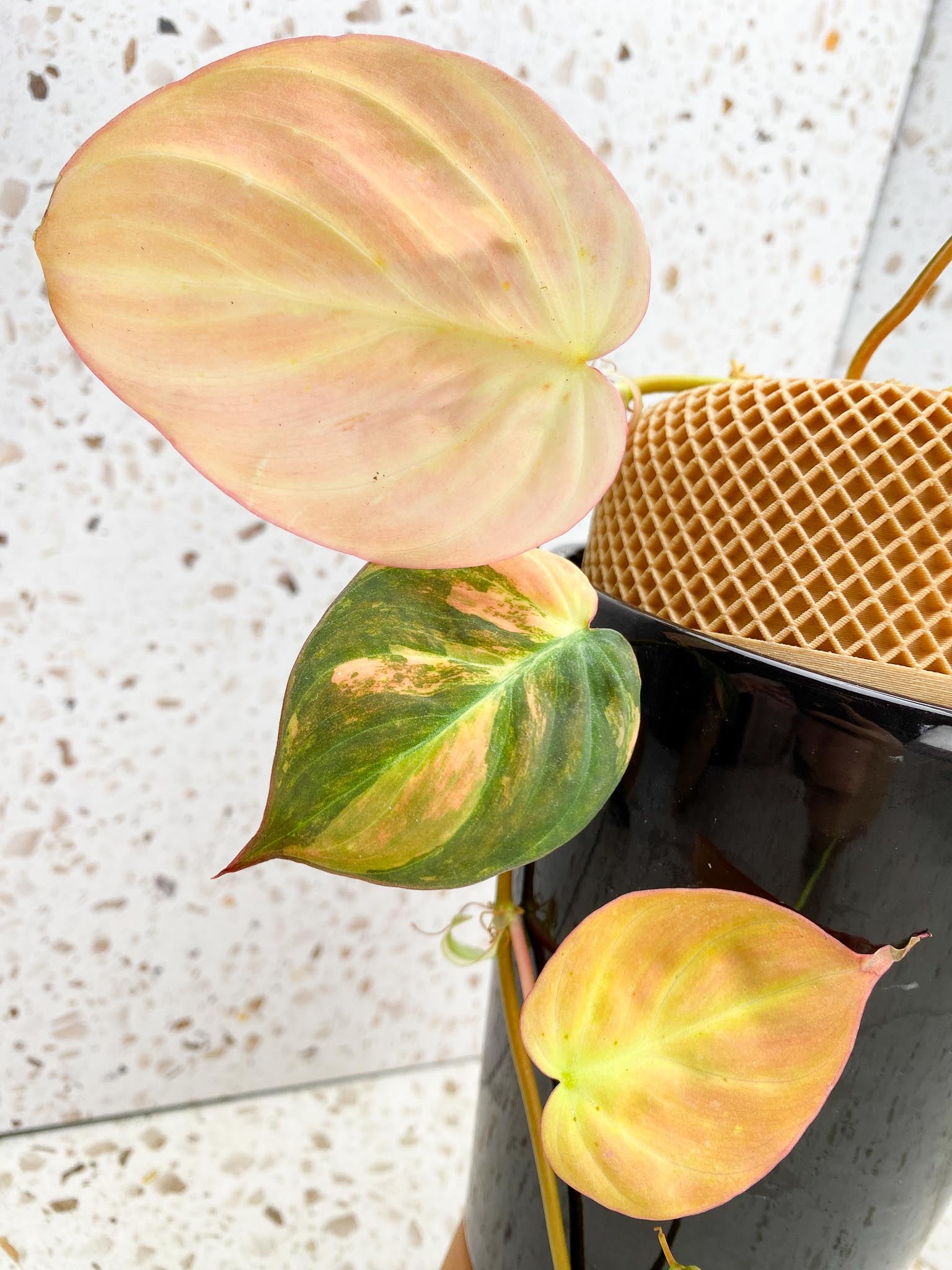 *Philodendron Micans Pink Hue Variegated 4 Leaves Multiple Nodes 1 Sprout Rooted