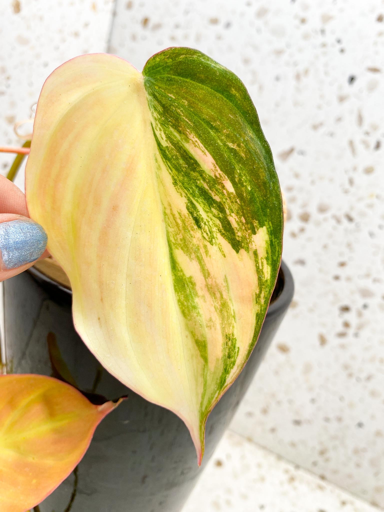 *Philodendron Micans Pink Hue Variegated 4 Leaves Multiple Nodes 1 Sprout Rooted