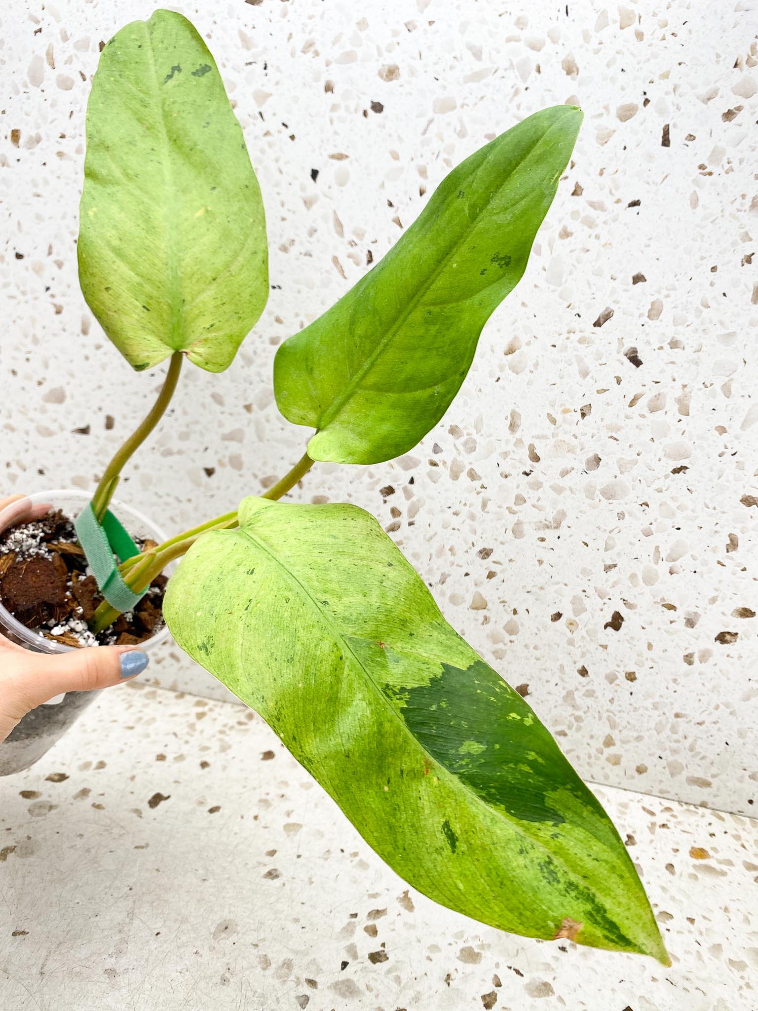 Philodendron Whipple Way A++ (US Clone) 3 Leaves 3 Nodes Top Cutting Rooted
