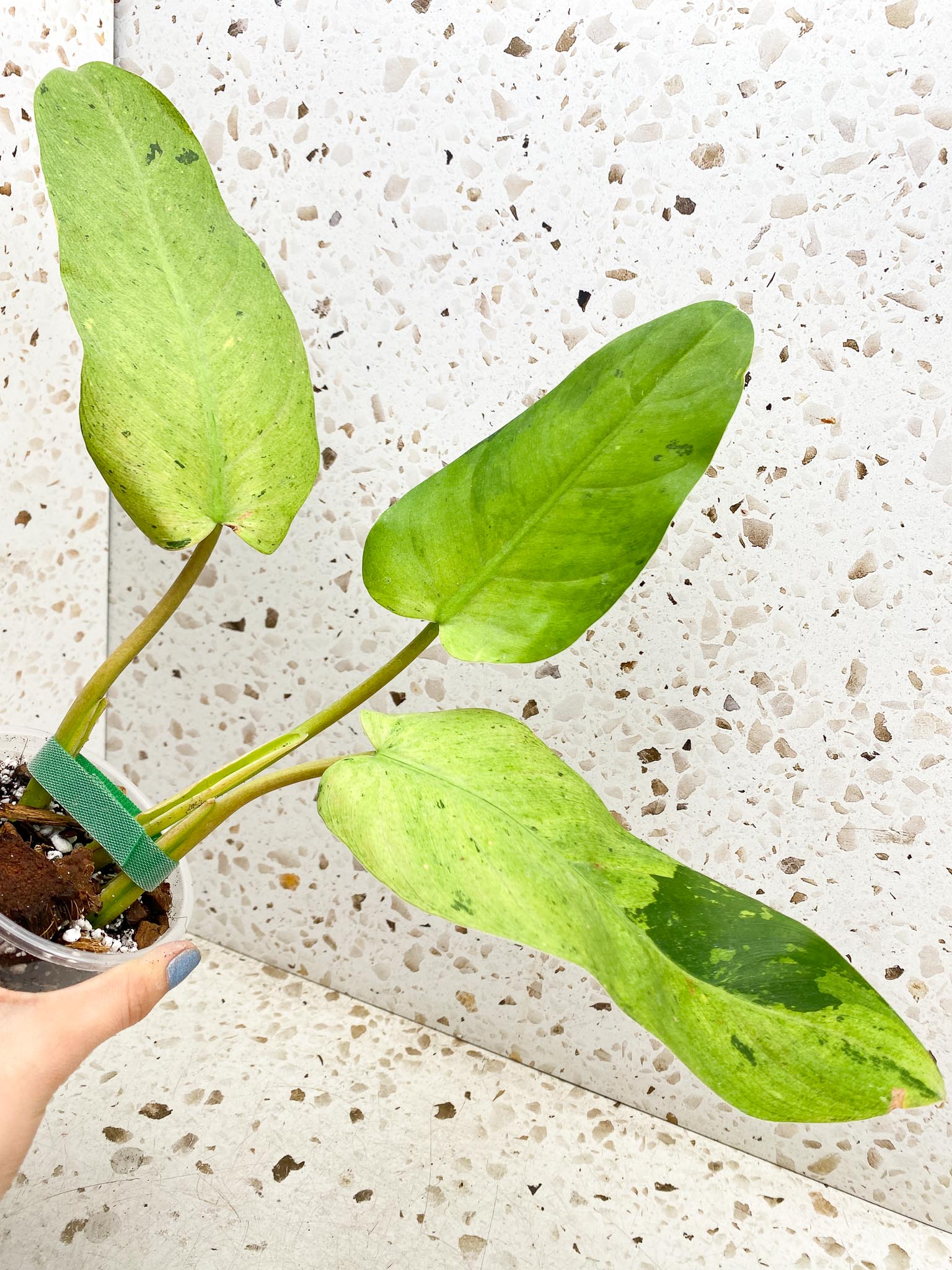 Philodendron Whipple Way A++ (US Clone) 3 Leaves 3 Nodes Top Cutting Rooted