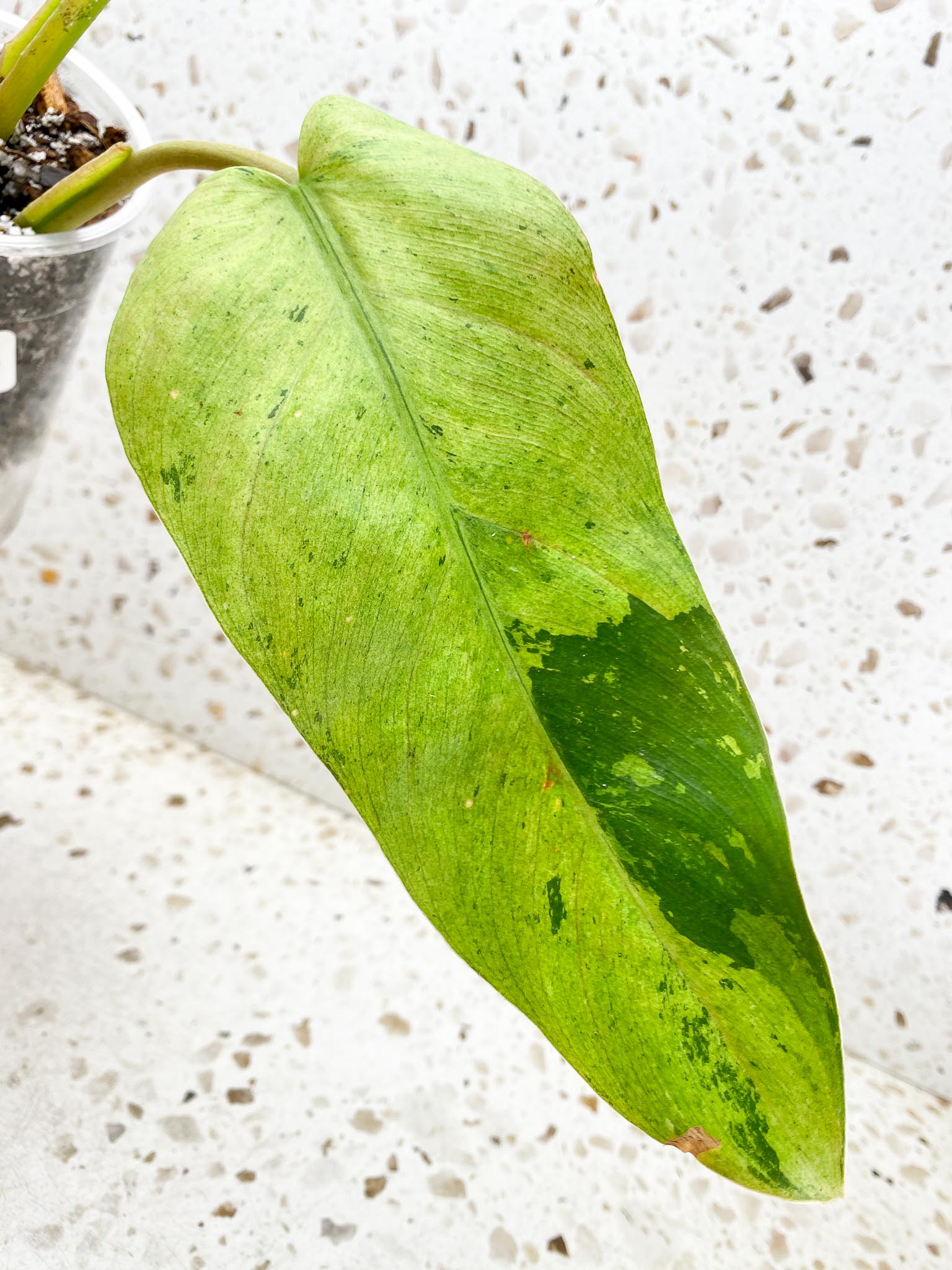 Philodendron Whipple Way A++ (US Clone) 3 Leaves 3 Nodes Top Cutting Rooted