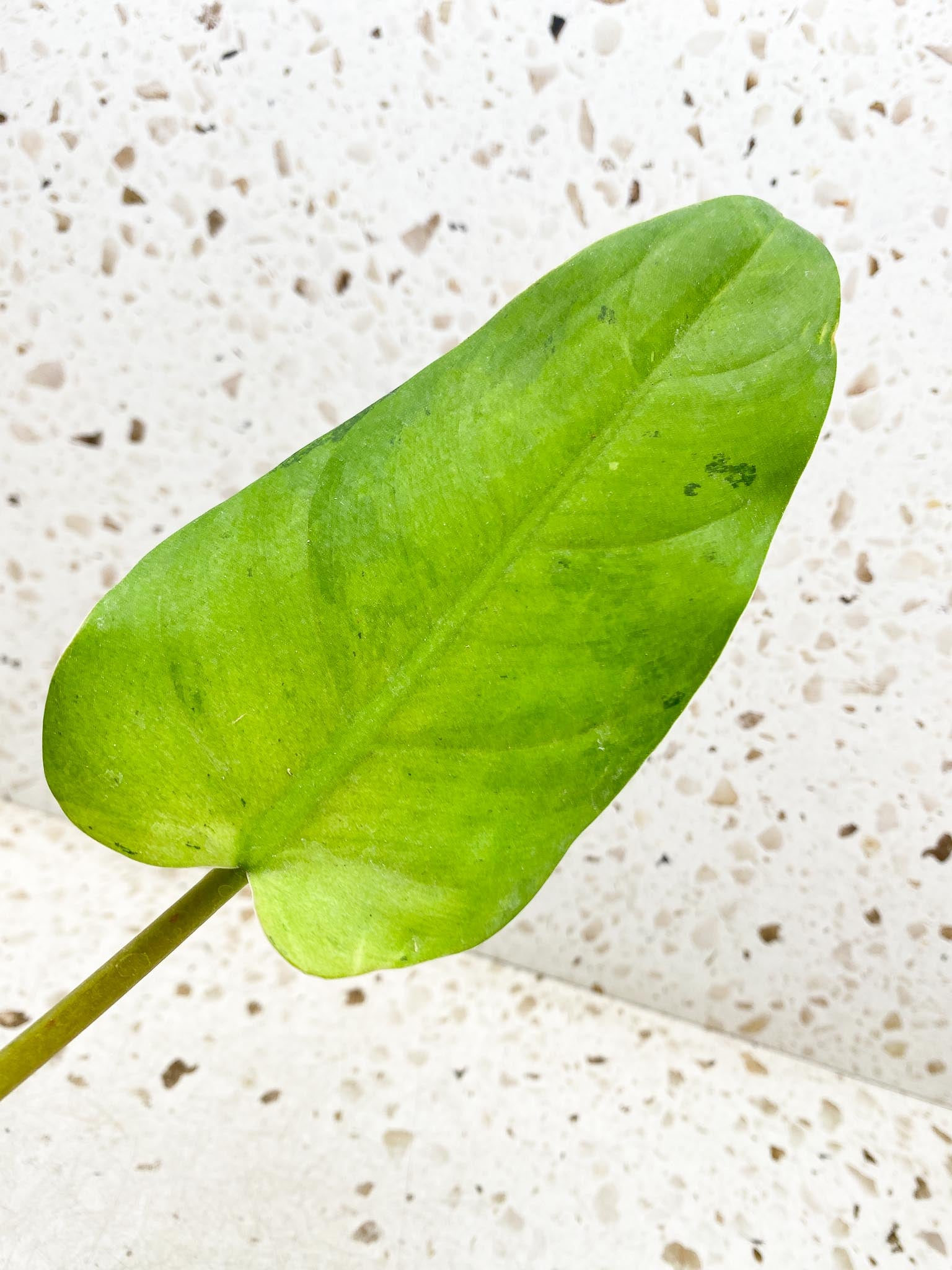 Philodendron Whipple Way A++ (US Clone) 3 Leaves 3 Nodes Top Cutting Rooted