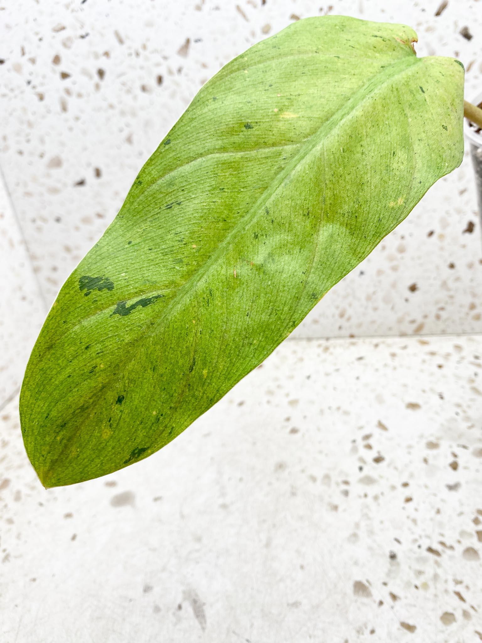 Philodendron Whipple Way A++ (US Clone) 3 Leaves 3 Nodes Top Cutting Rooted
