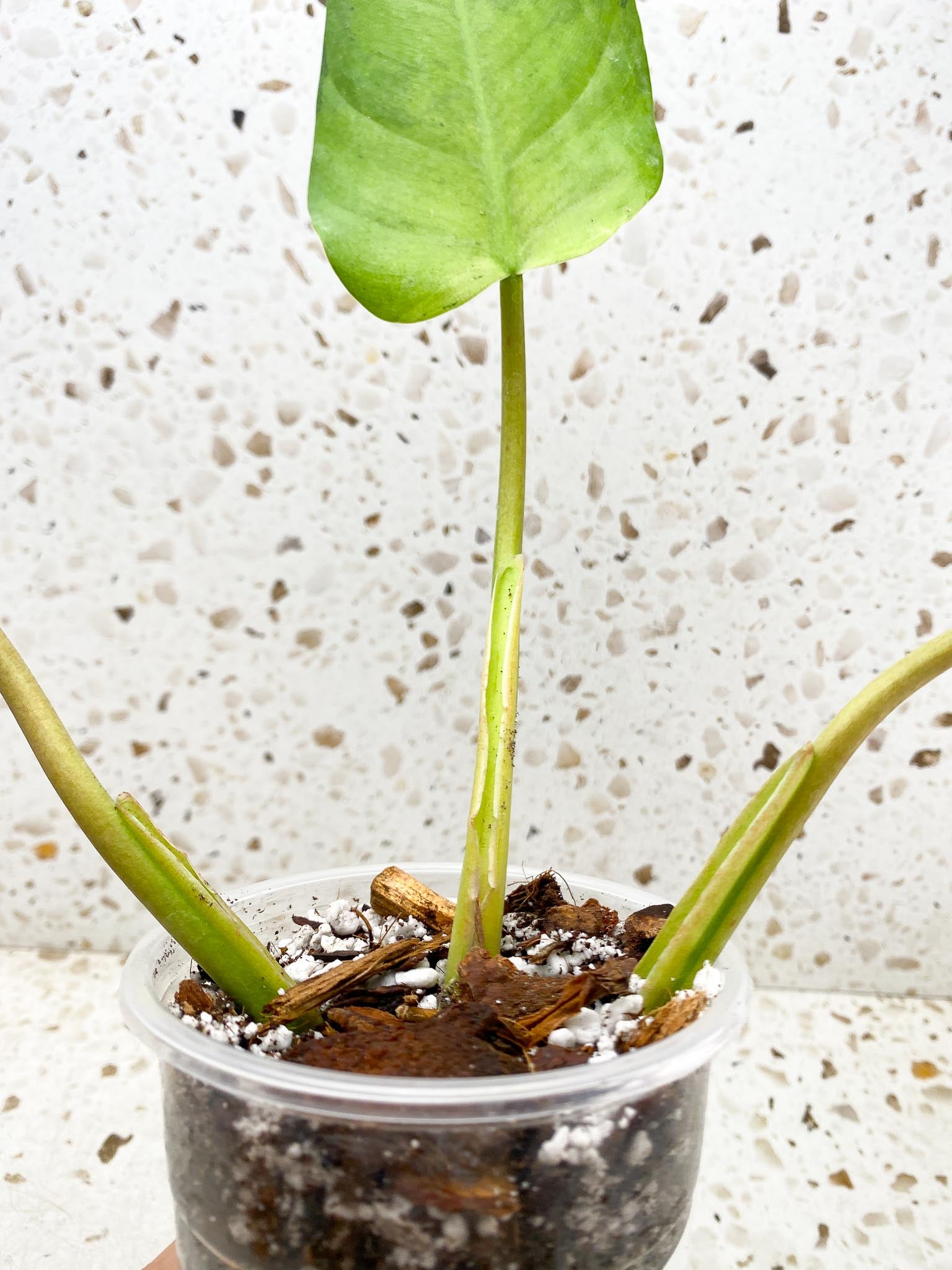 Philodendron Whipple Way A++ (US Clone) 3 Leaves 3 Nodes Top Cutting Rooted